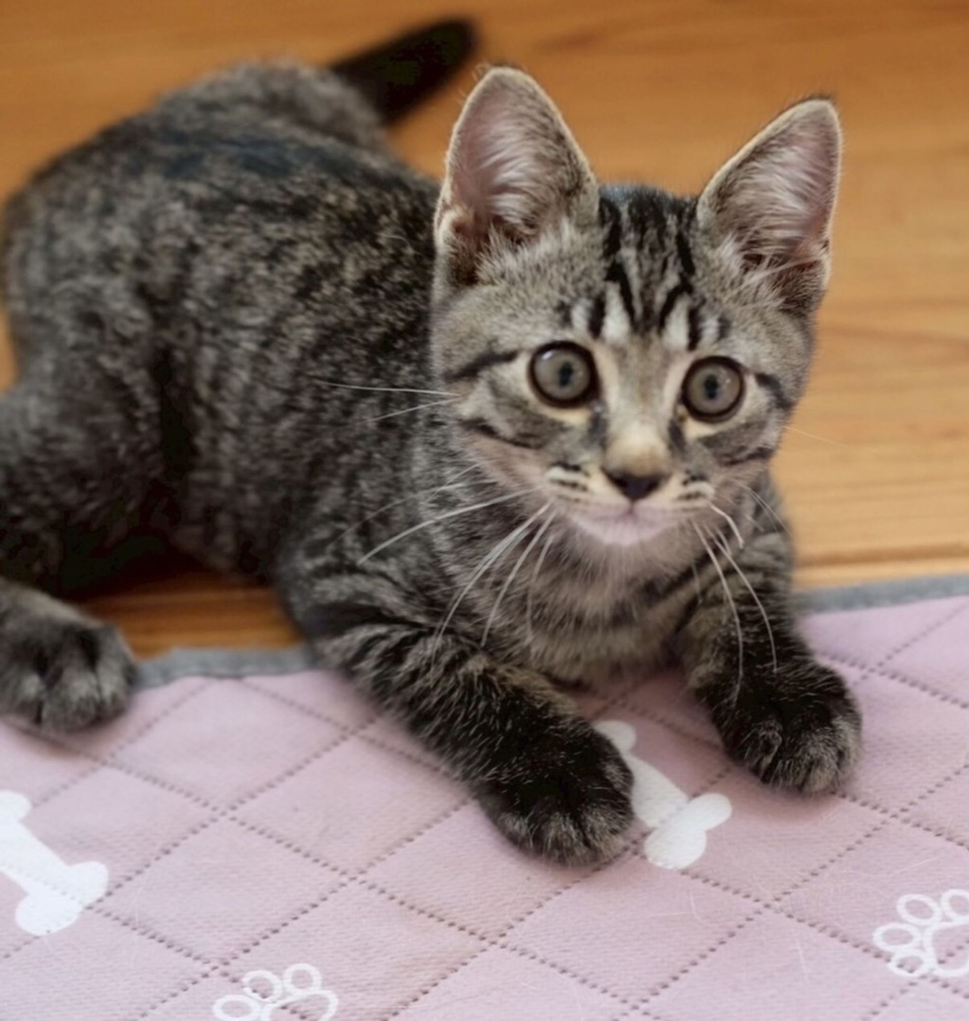 雑種（ミックス猫）・オスの里親募集の写真