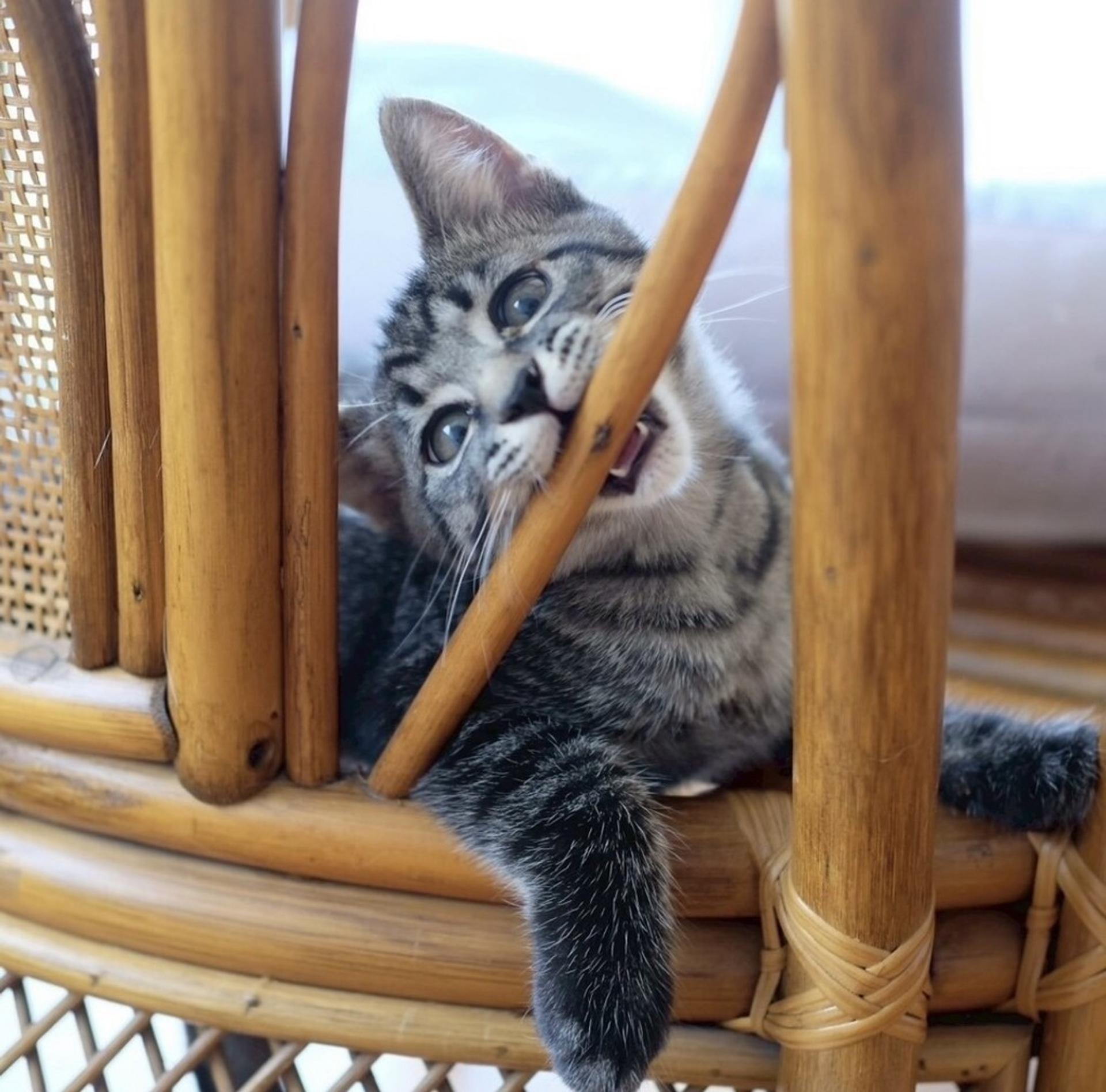 pet-image-4