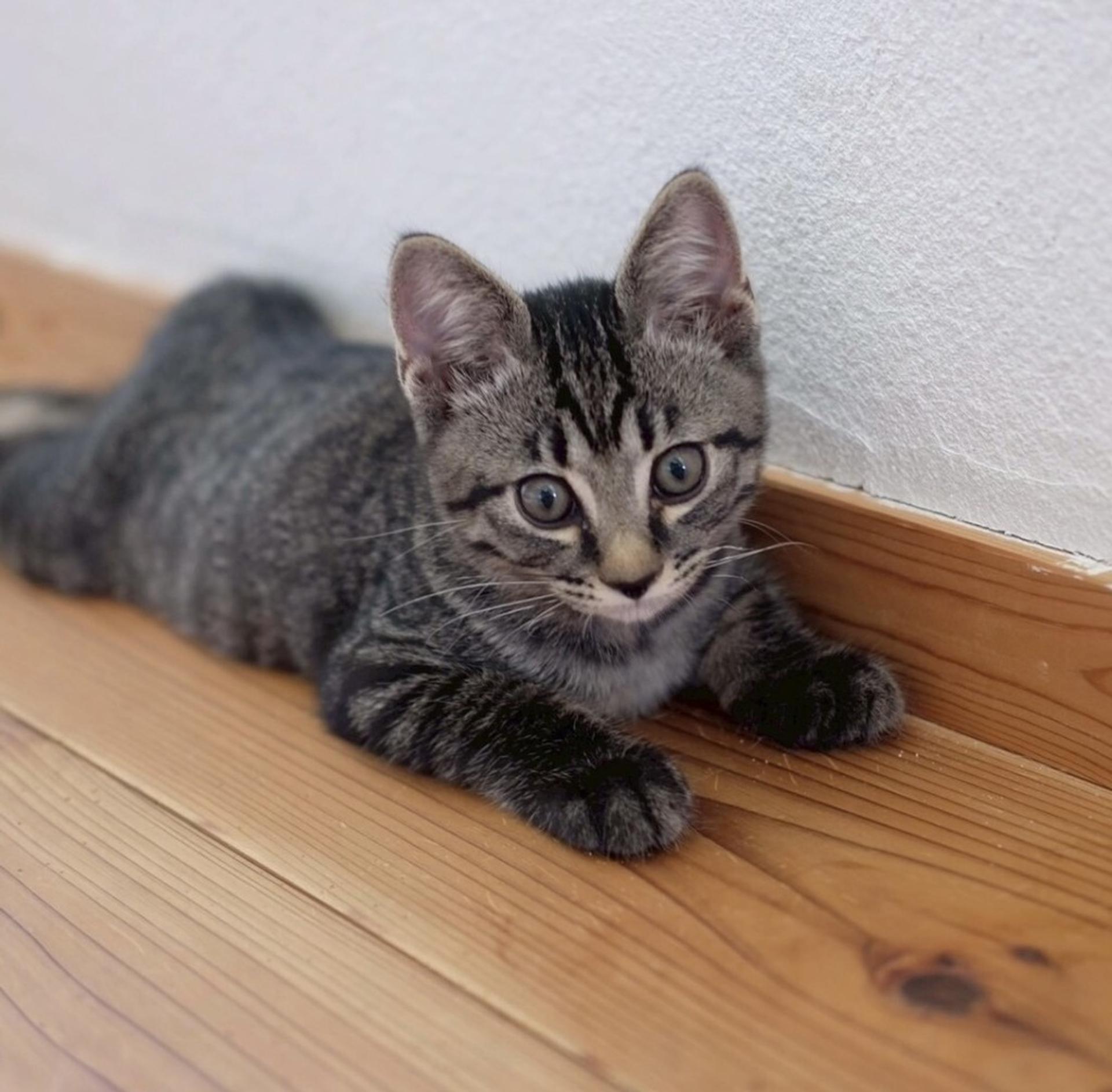 pet-image-6