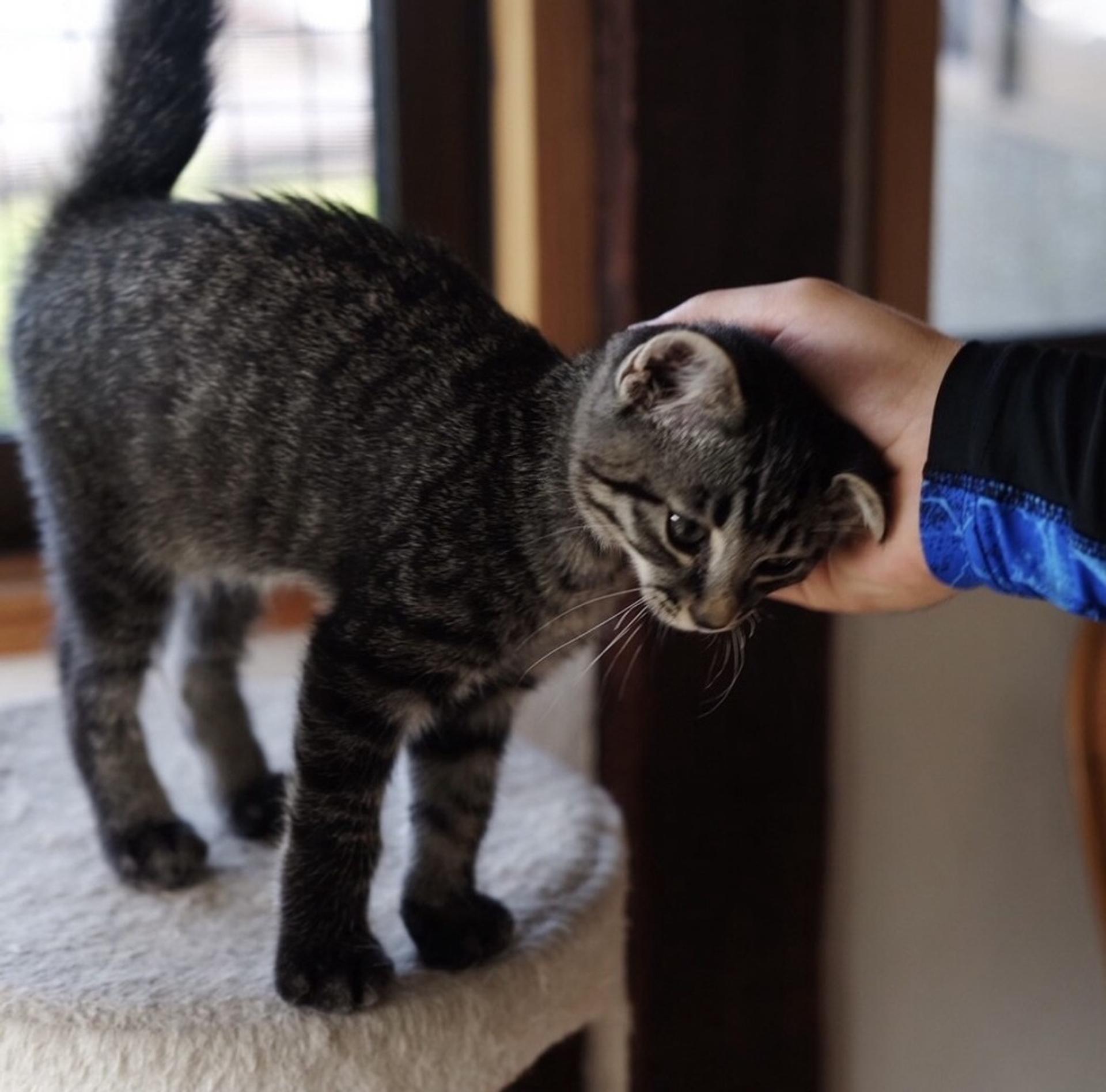 pet-image-7
