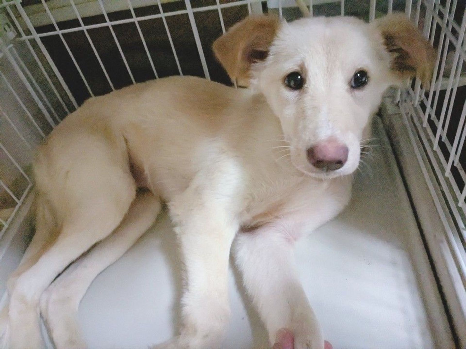 雑種（ミックス犬）・メスの里親募集の写真