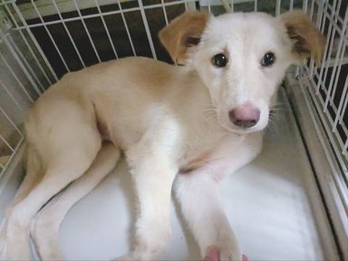 ふわふわ子犬のぴの