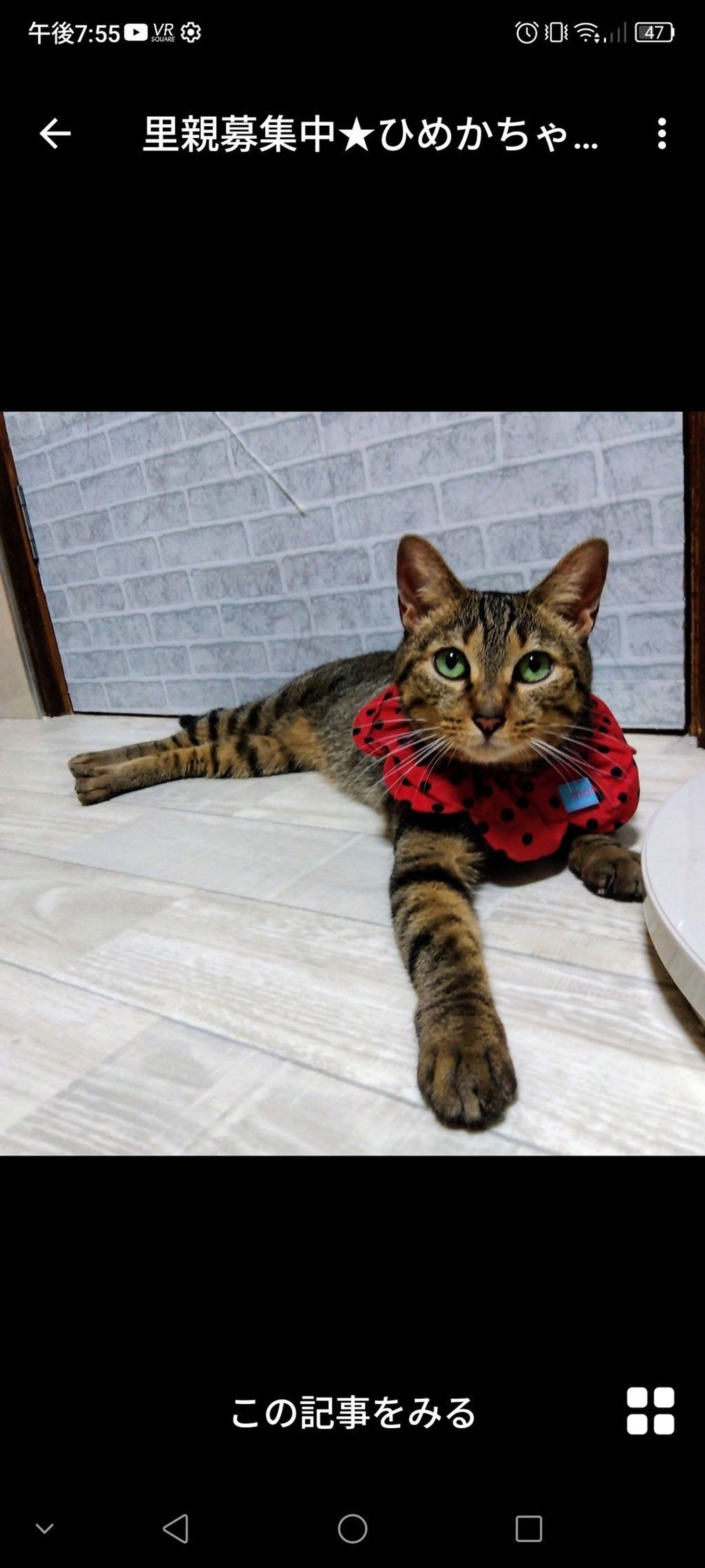 雑種（ミックス猫）・メスの里親募集の写真