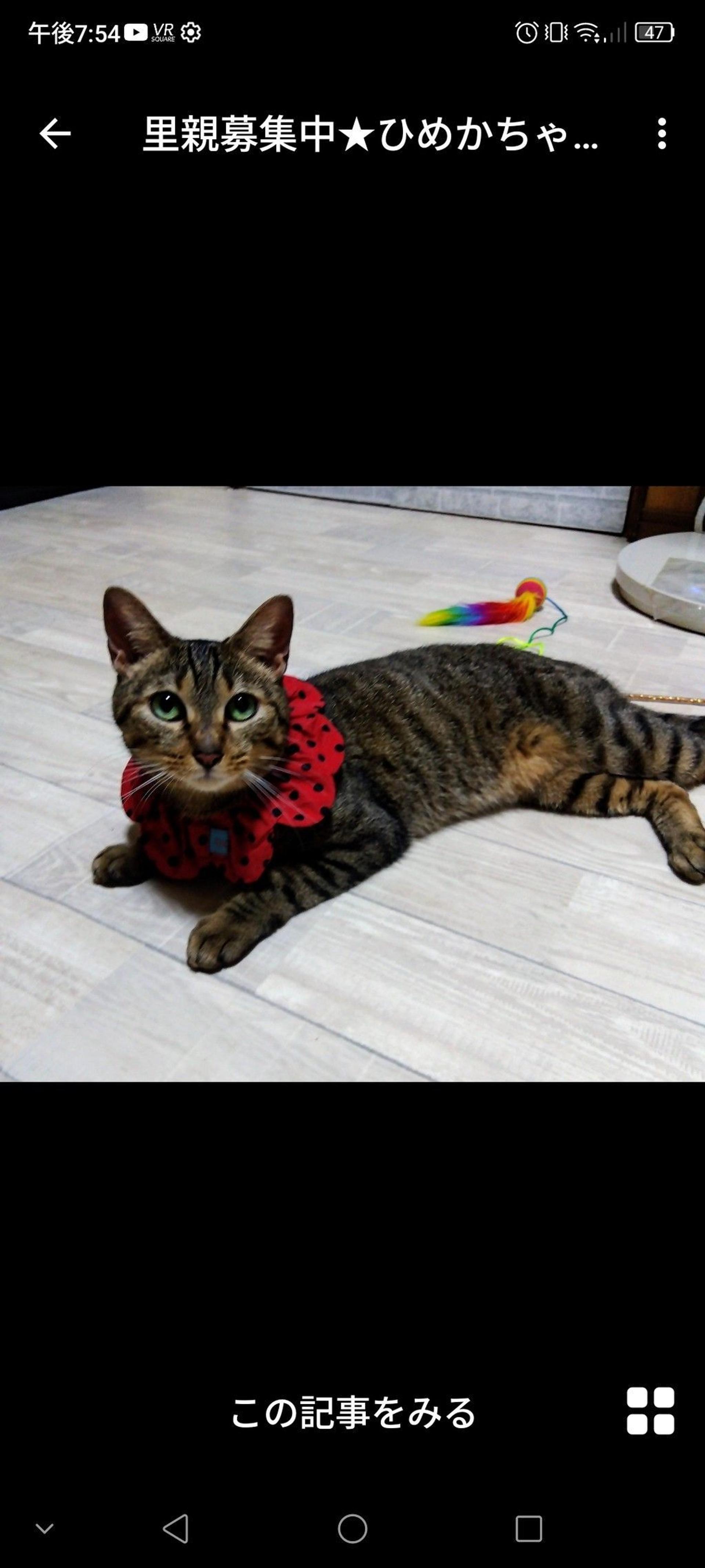pet-image-2