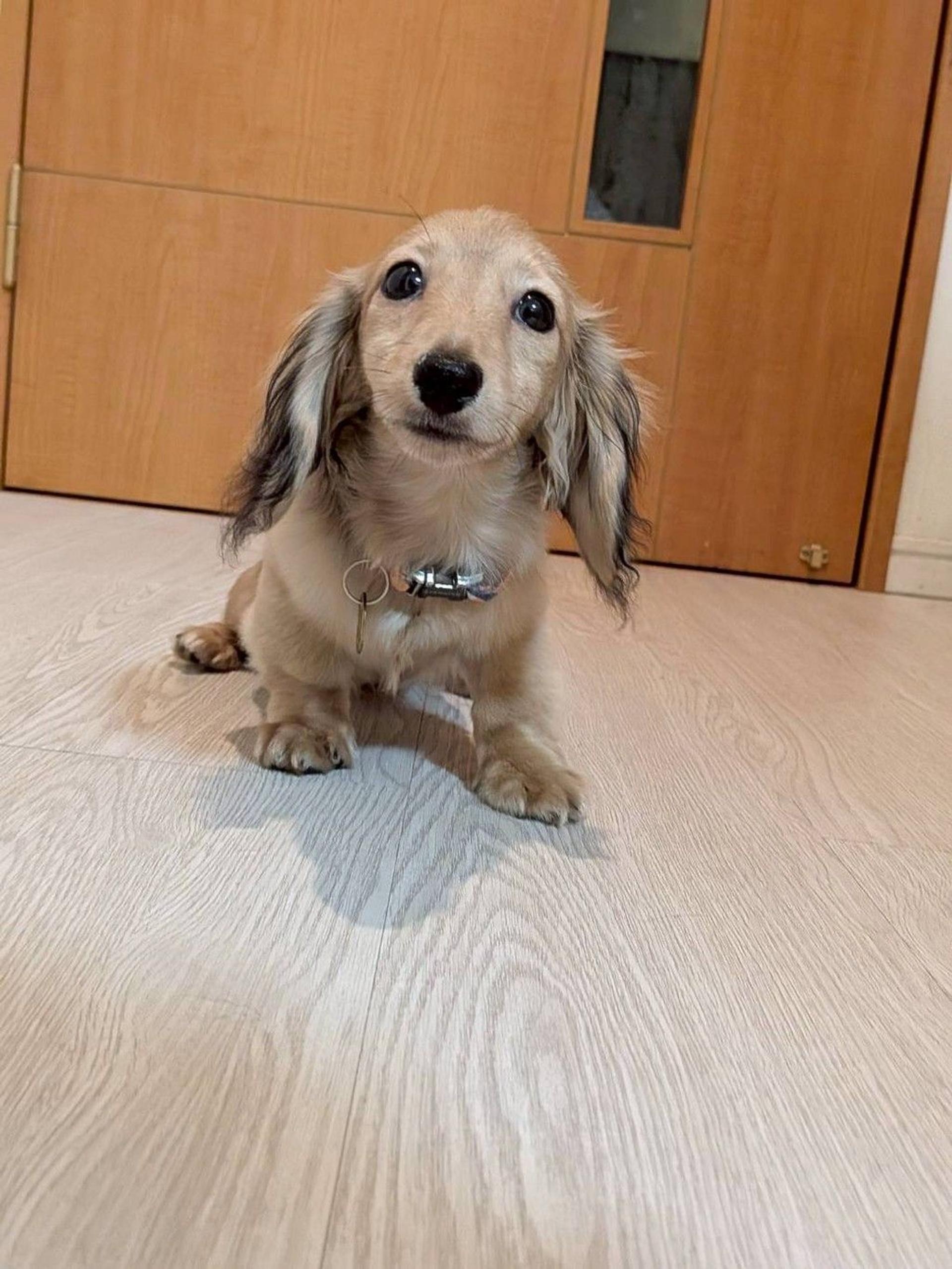 pet-image-4