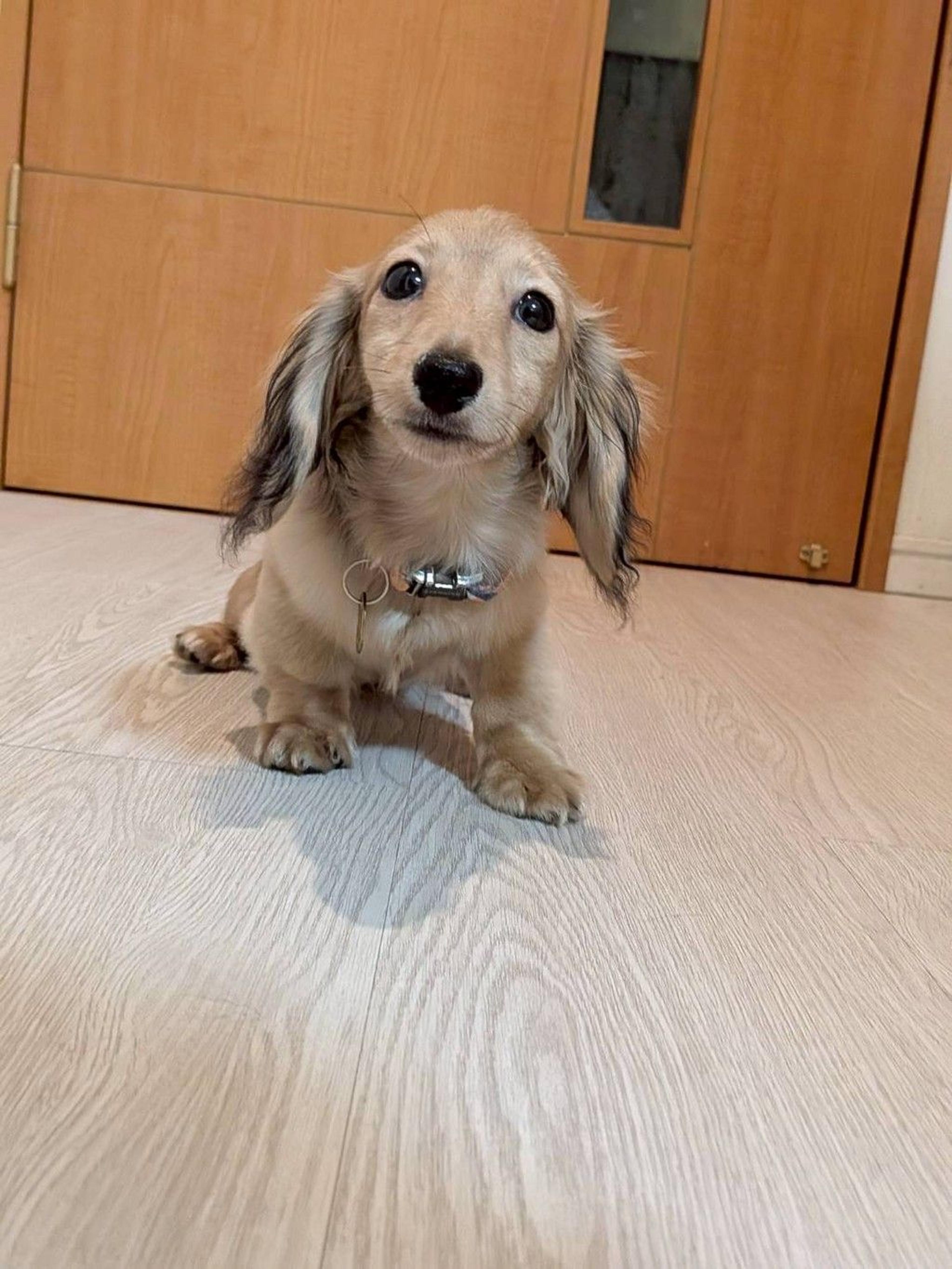 pet-image-4