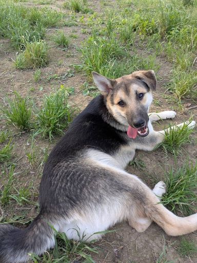 おとなしめな　ぽんぽん