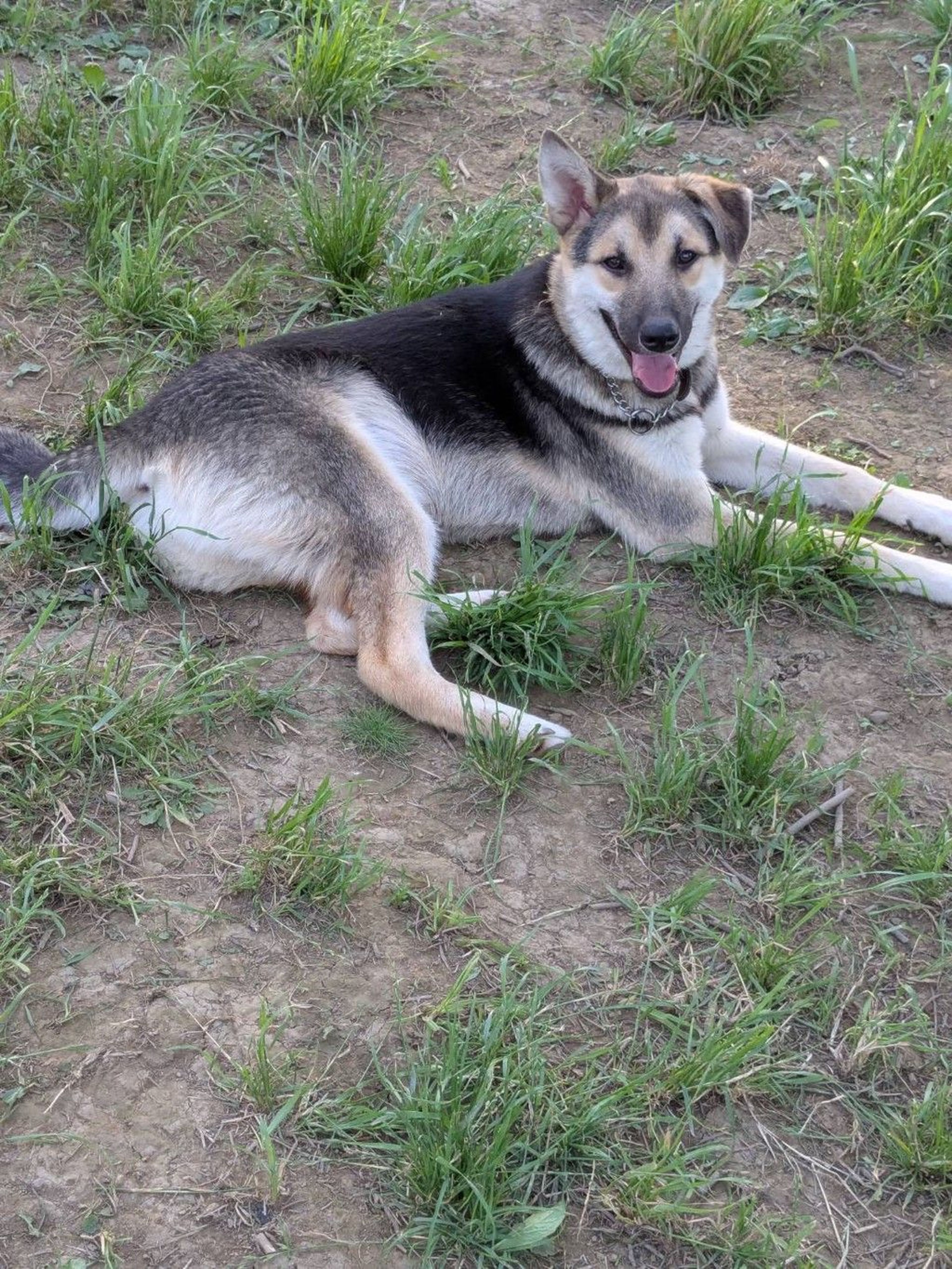 雑種（ミックス犬）・オスの里親募集の写真