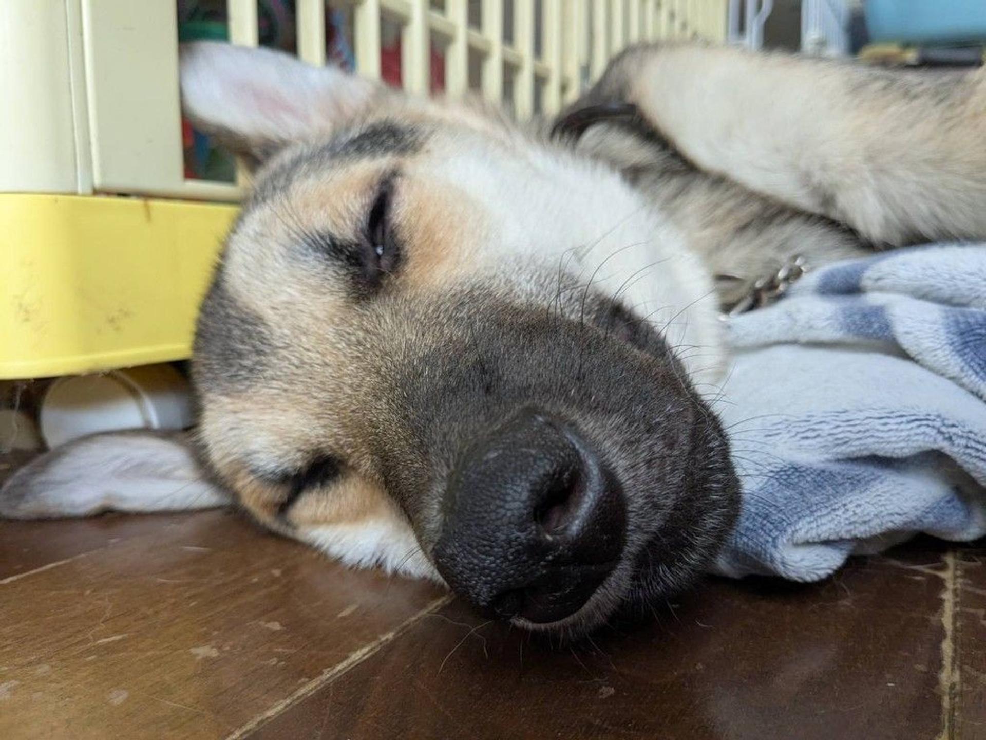 pet-image-2
