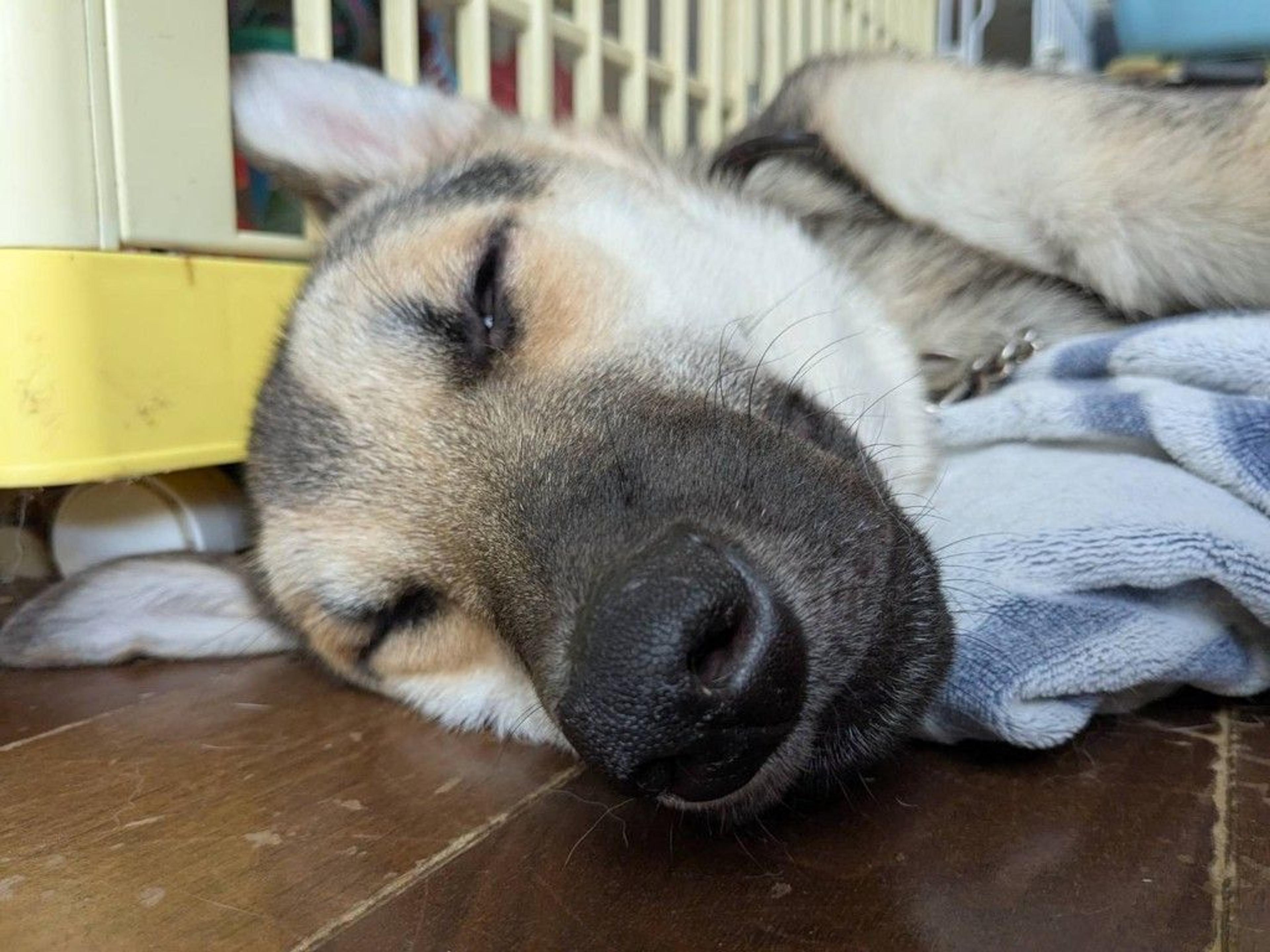 pet-image-2