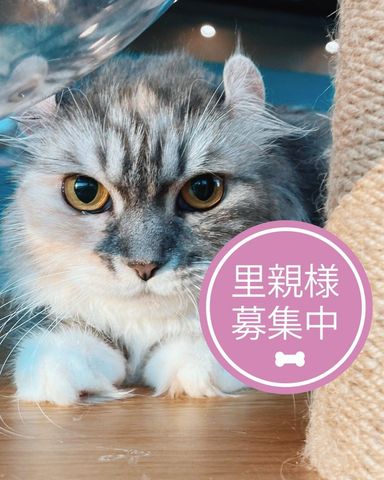 マロッシュ