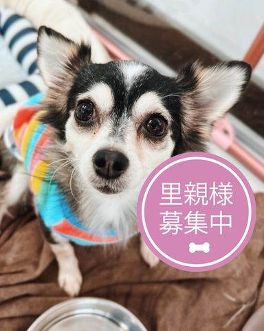 さえずり