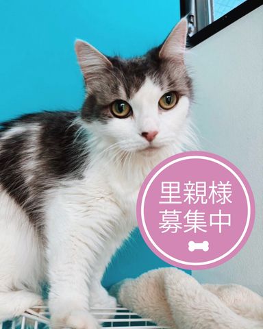 ティモン