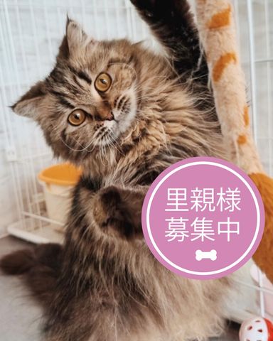 ムファサ
