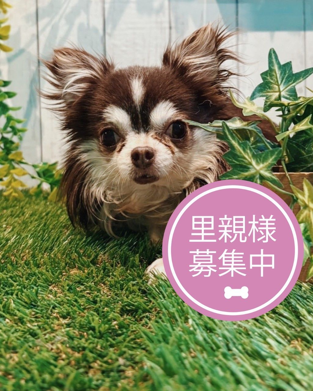 ロングコートチワワ♂ガリガリ君 | チワワ | ドッグキャットレスキュー