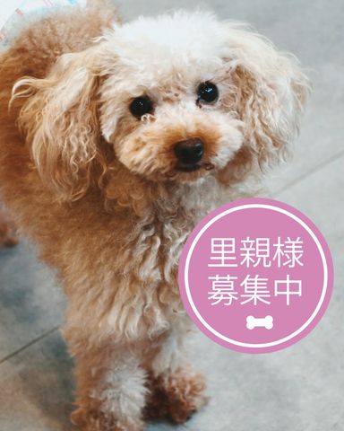 ピノ