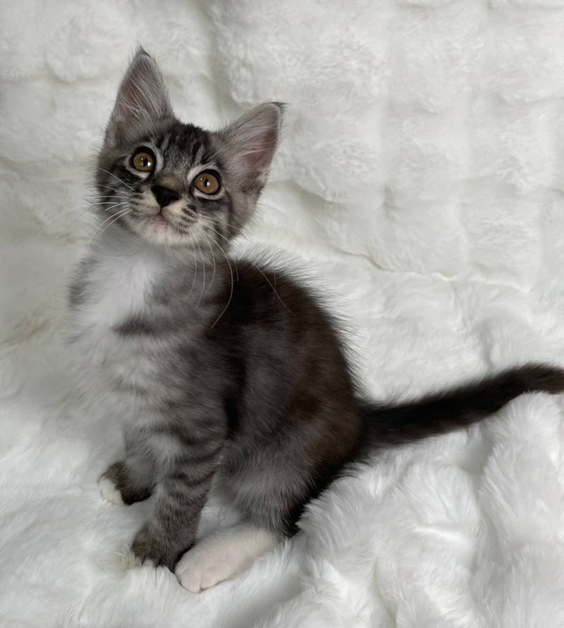 雑種（ミックス猫）・オスの里親募集の写真