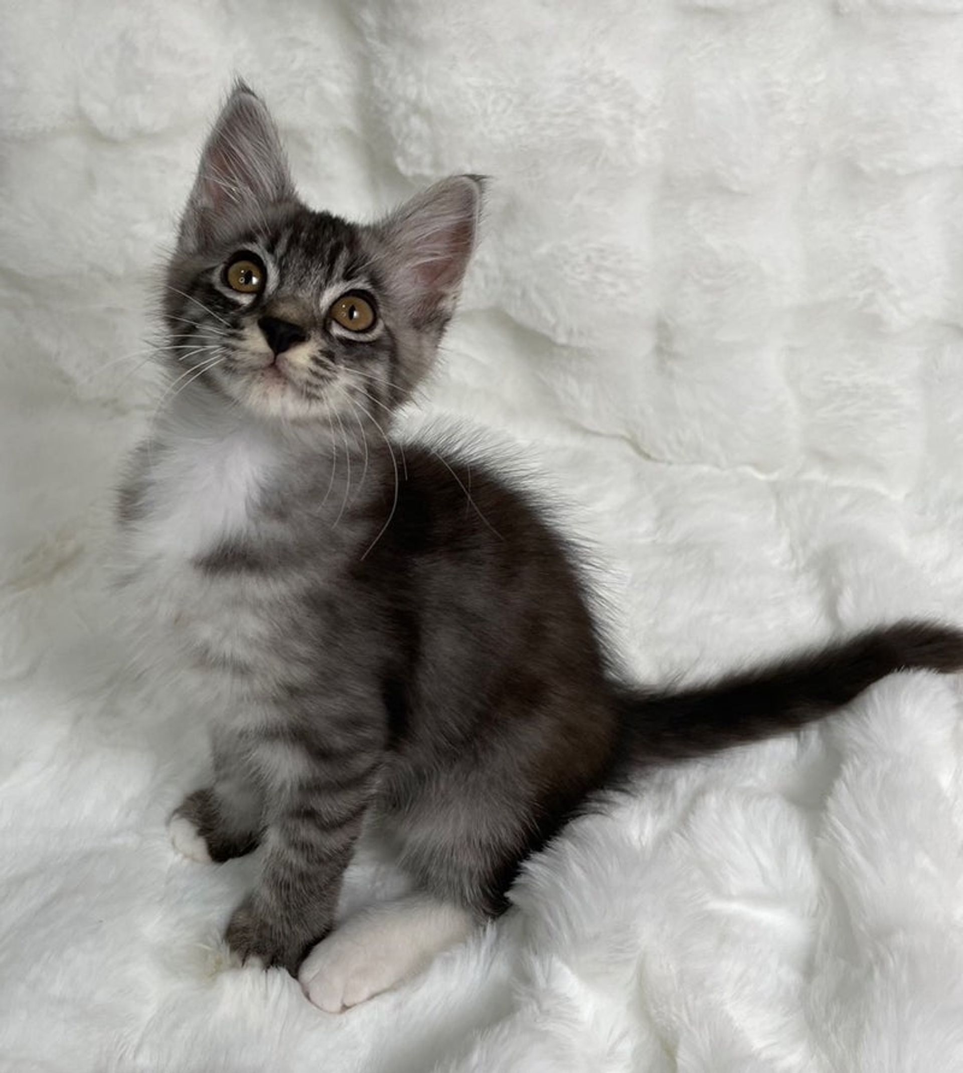 雑種（ミックス猫）・オスの里親募集の写真