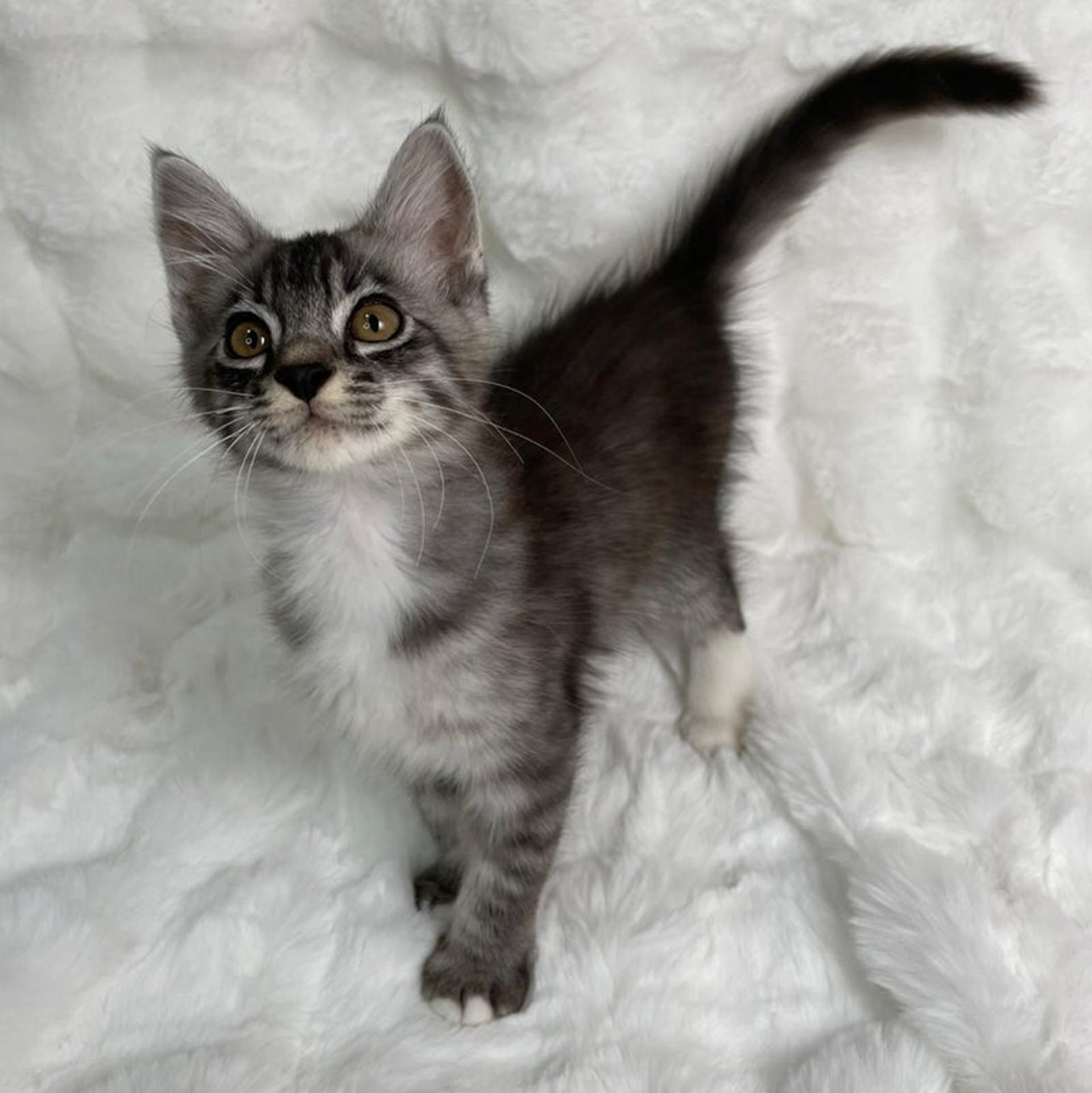 pet-image-4