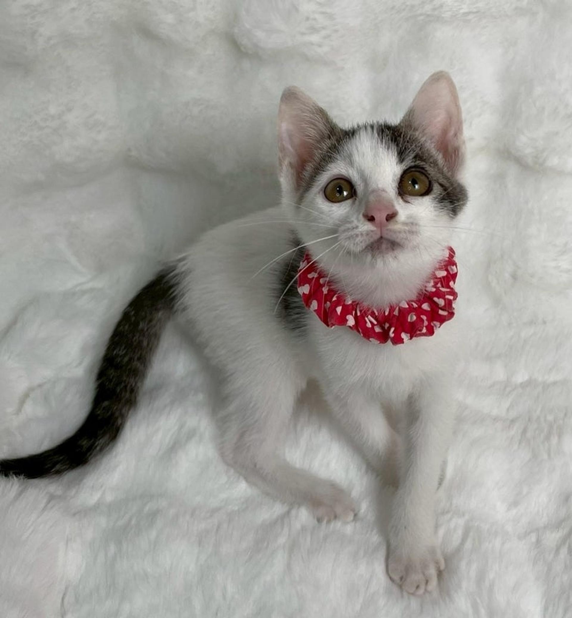 pet-image-4