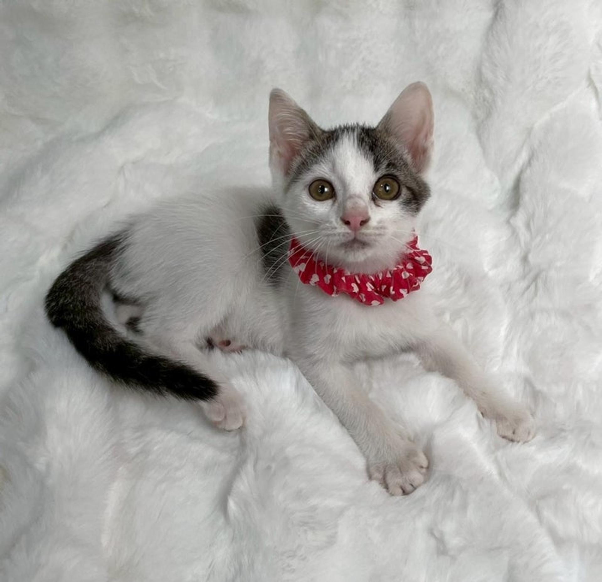 pet-image-2