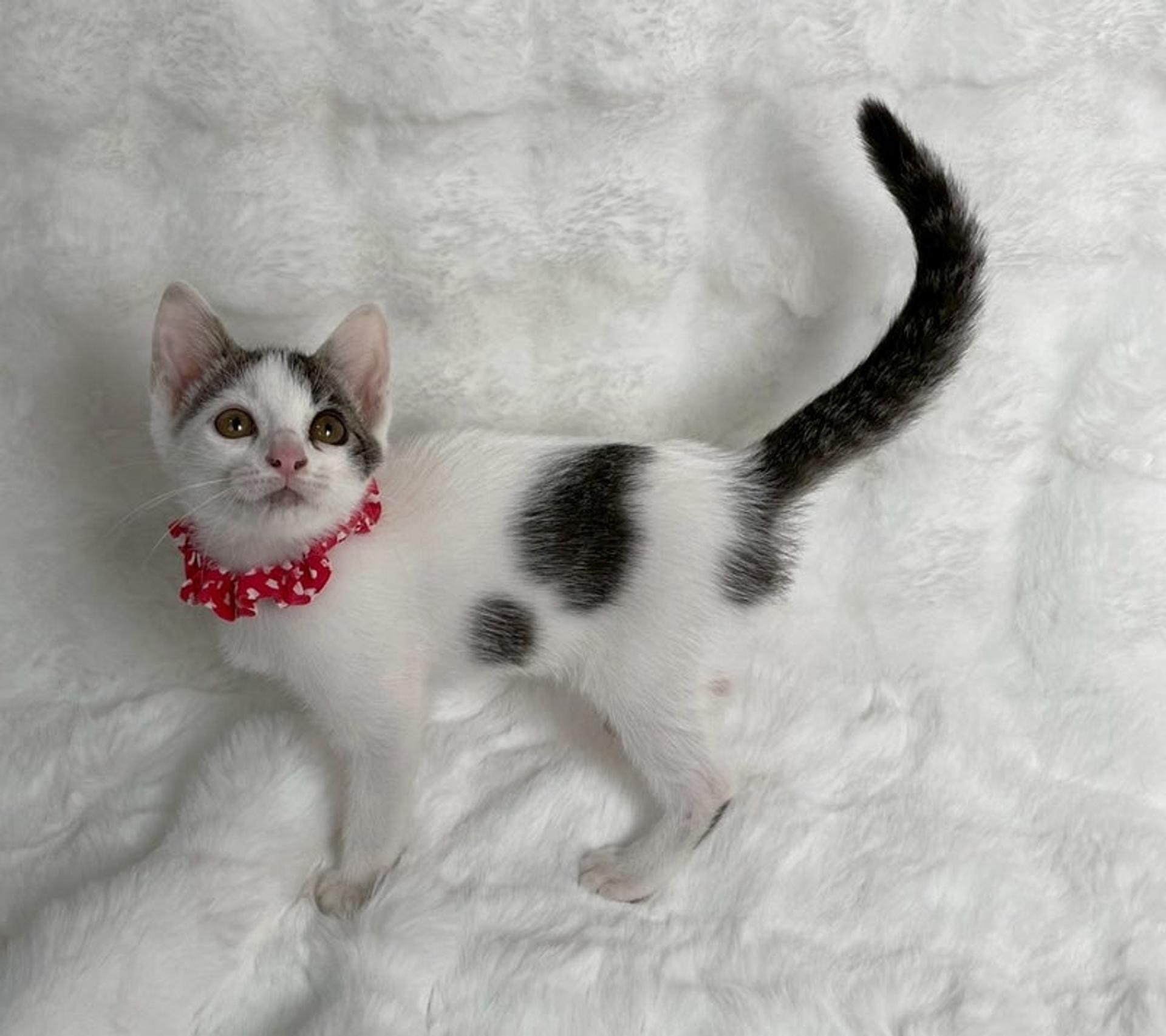 pet-image-3