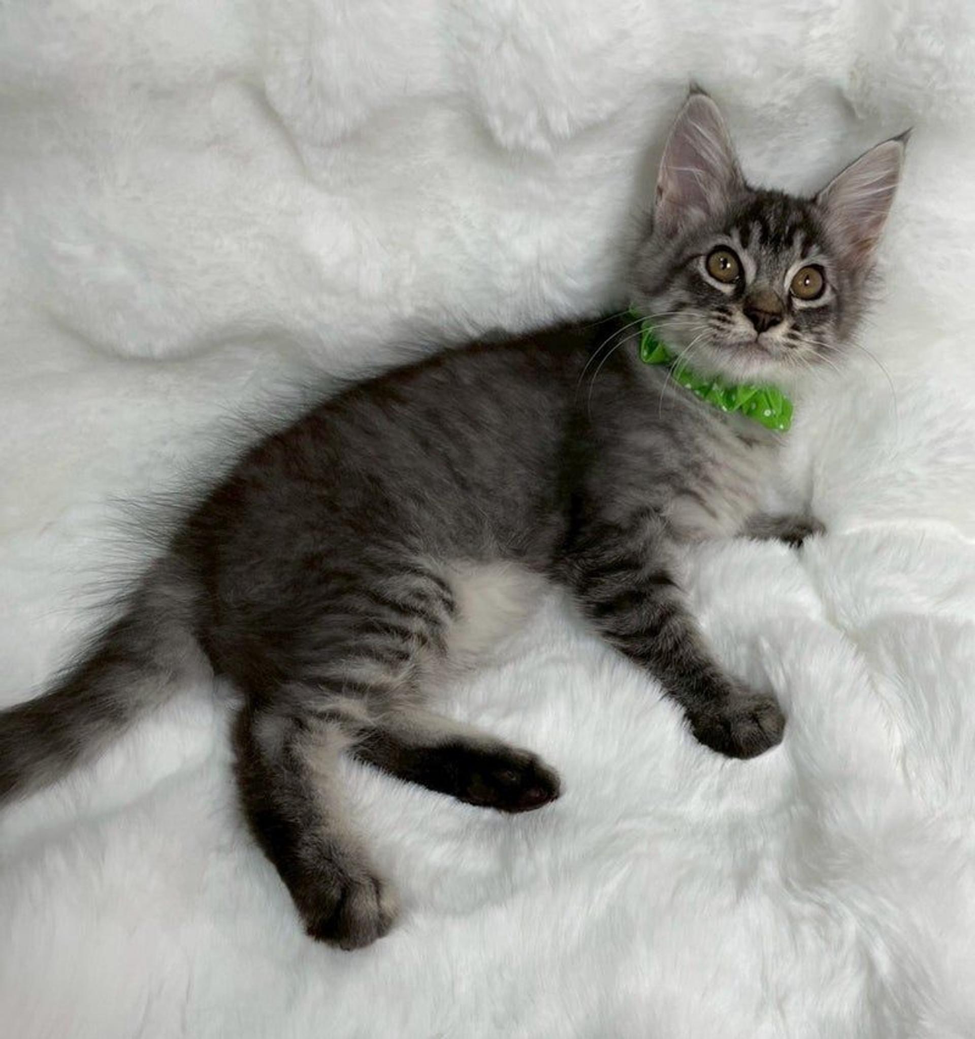 pet-image-4