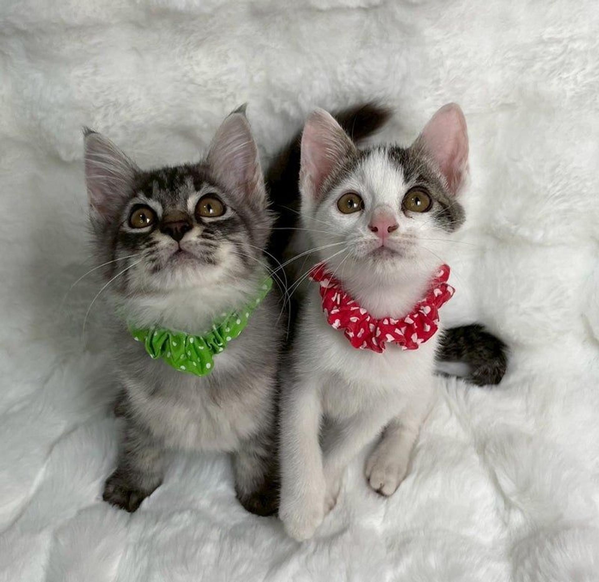 pet-image-5