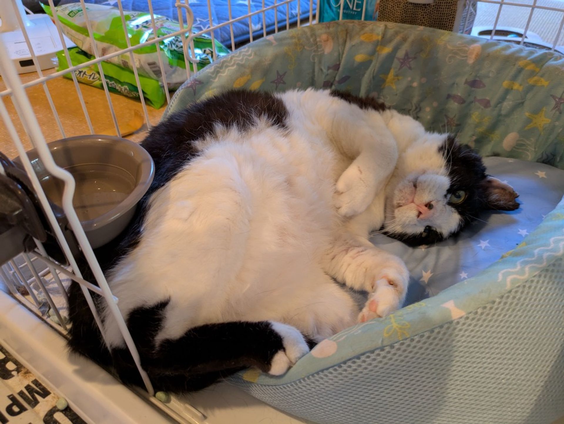 雑種（ミックス猫）・オスの里親募集の写真