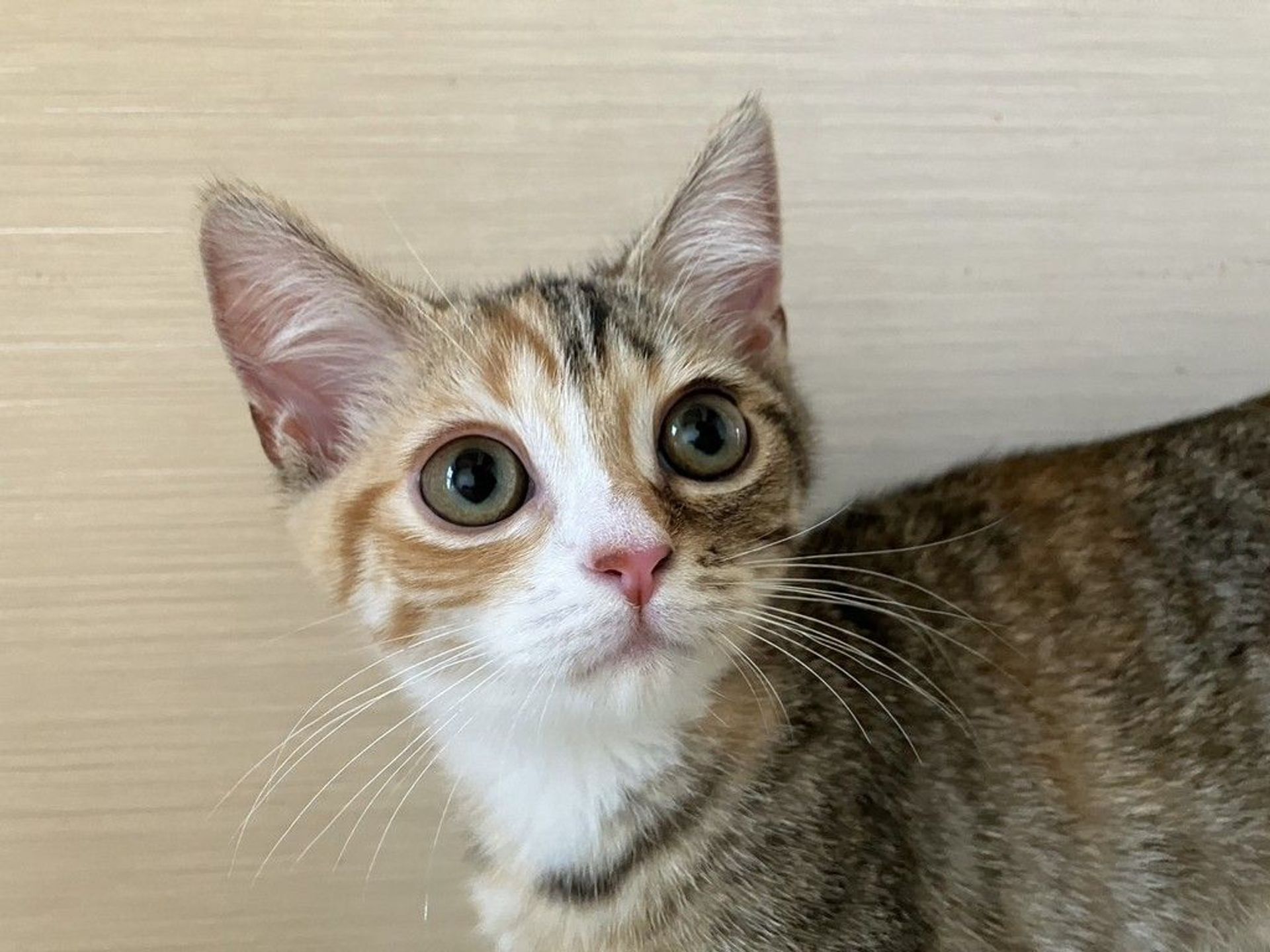 雑種（ミックス猫）・メスの里親募集の写真