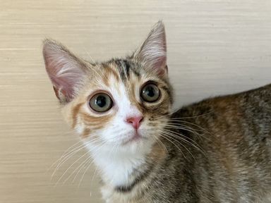 えびちゃん