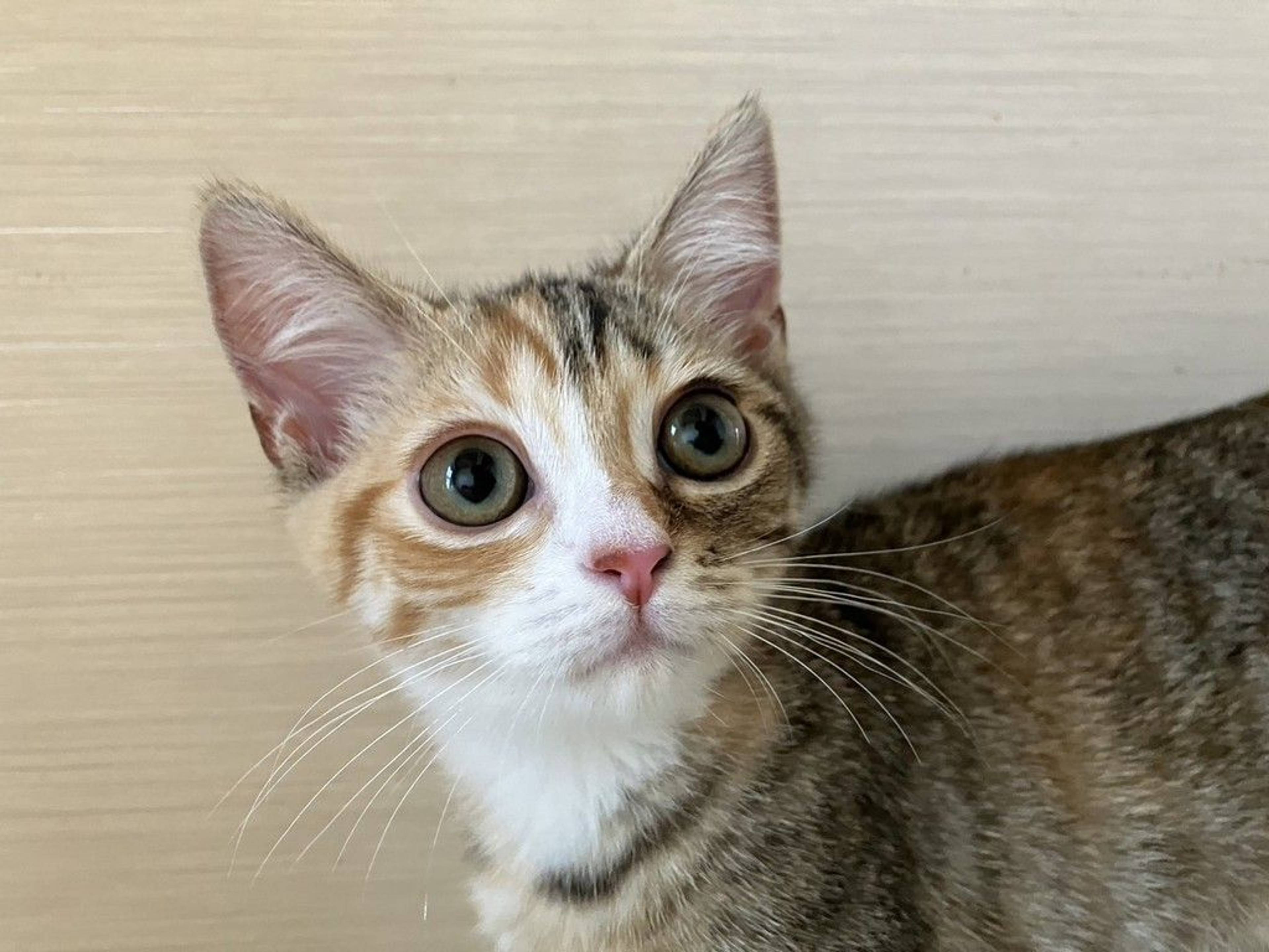 雑種（ミックス猫）・メスの里親募集の写真
