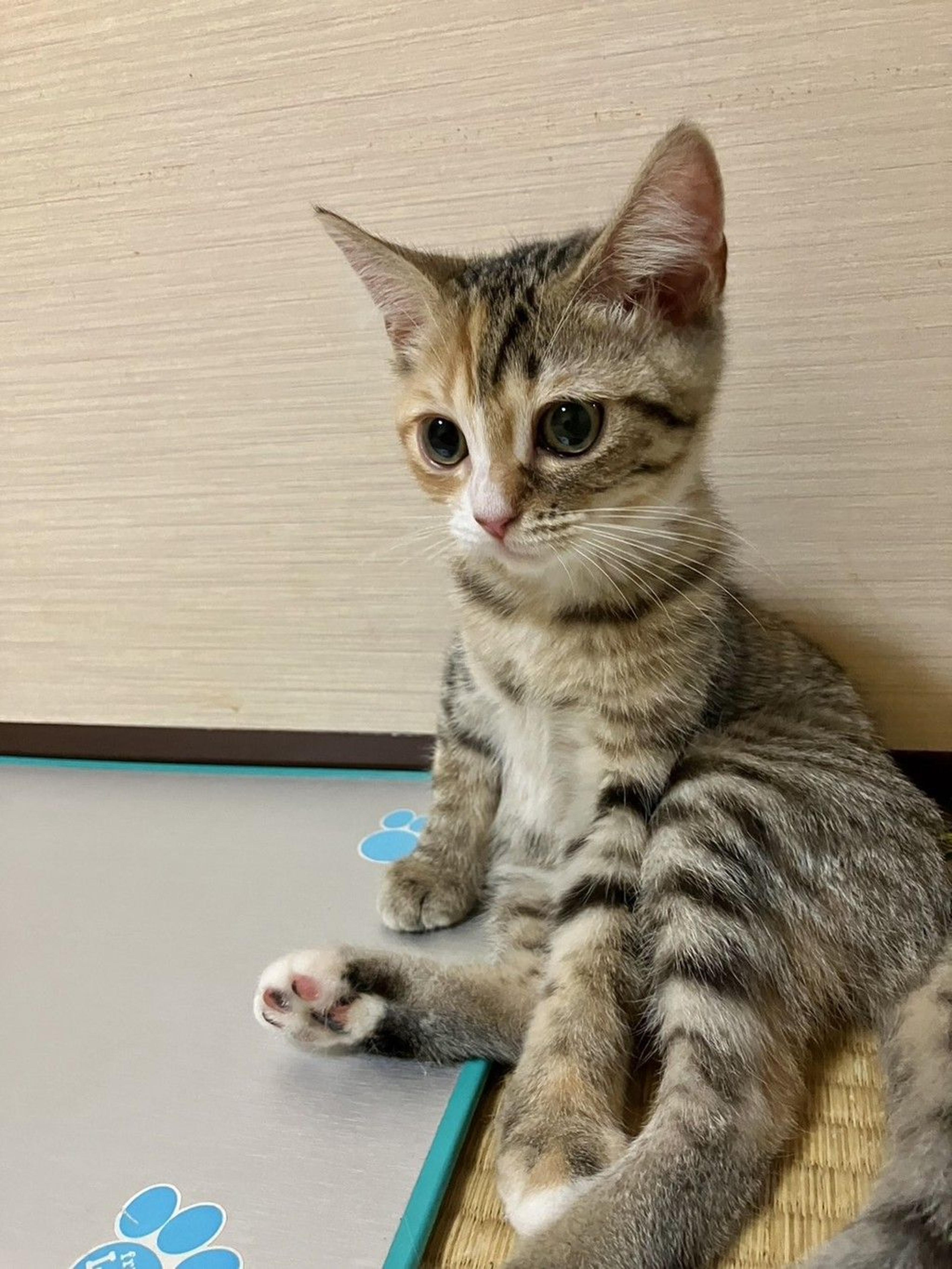 pet-image-2
