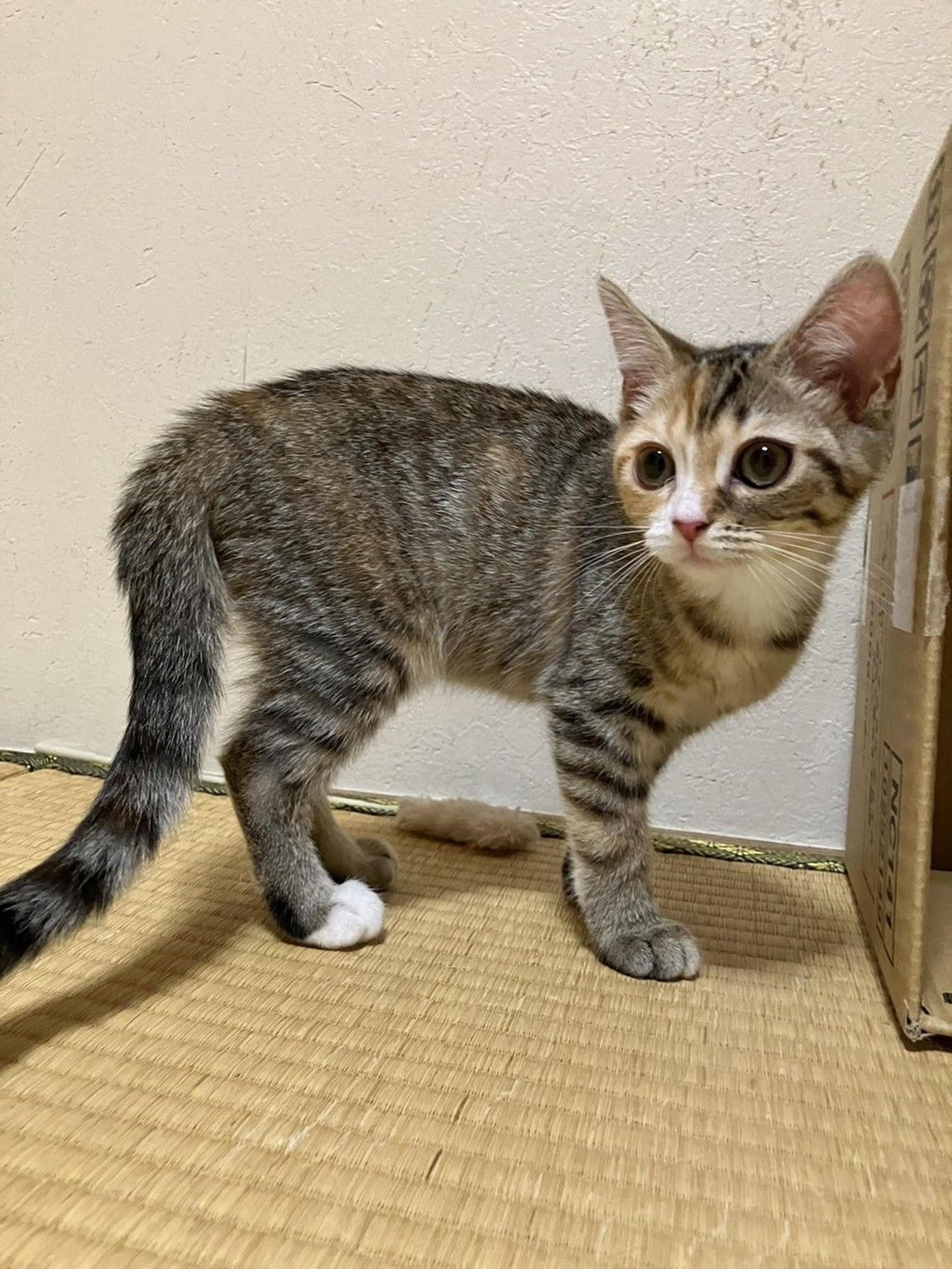 pet-image-3