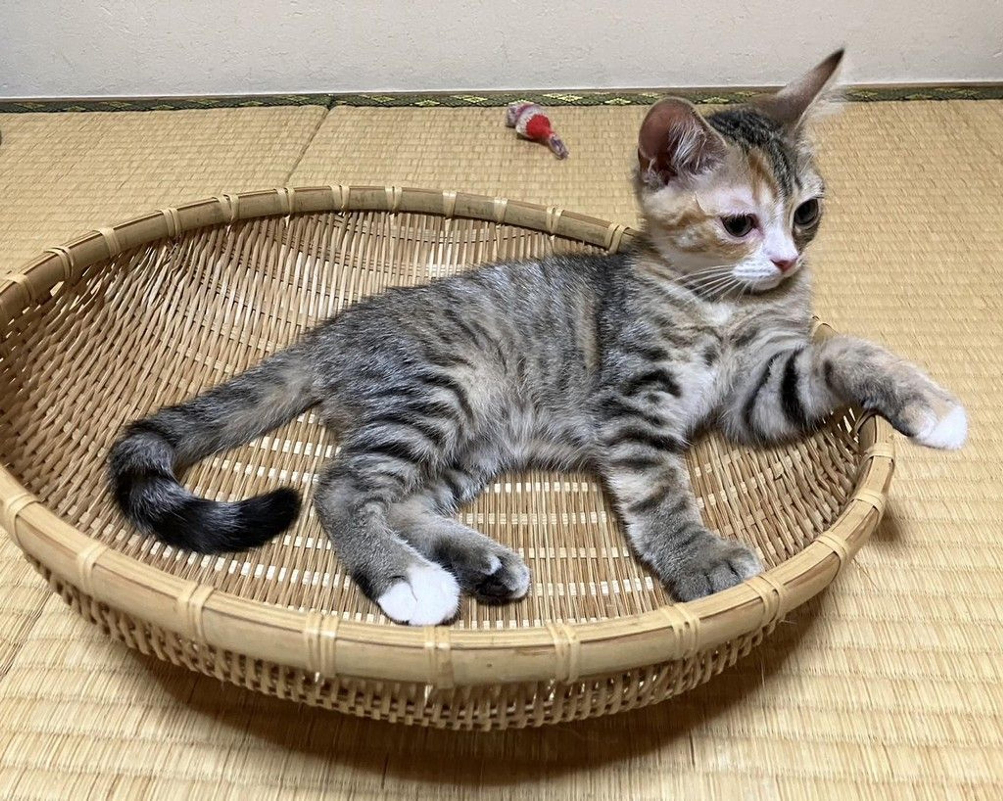 pet-image-6