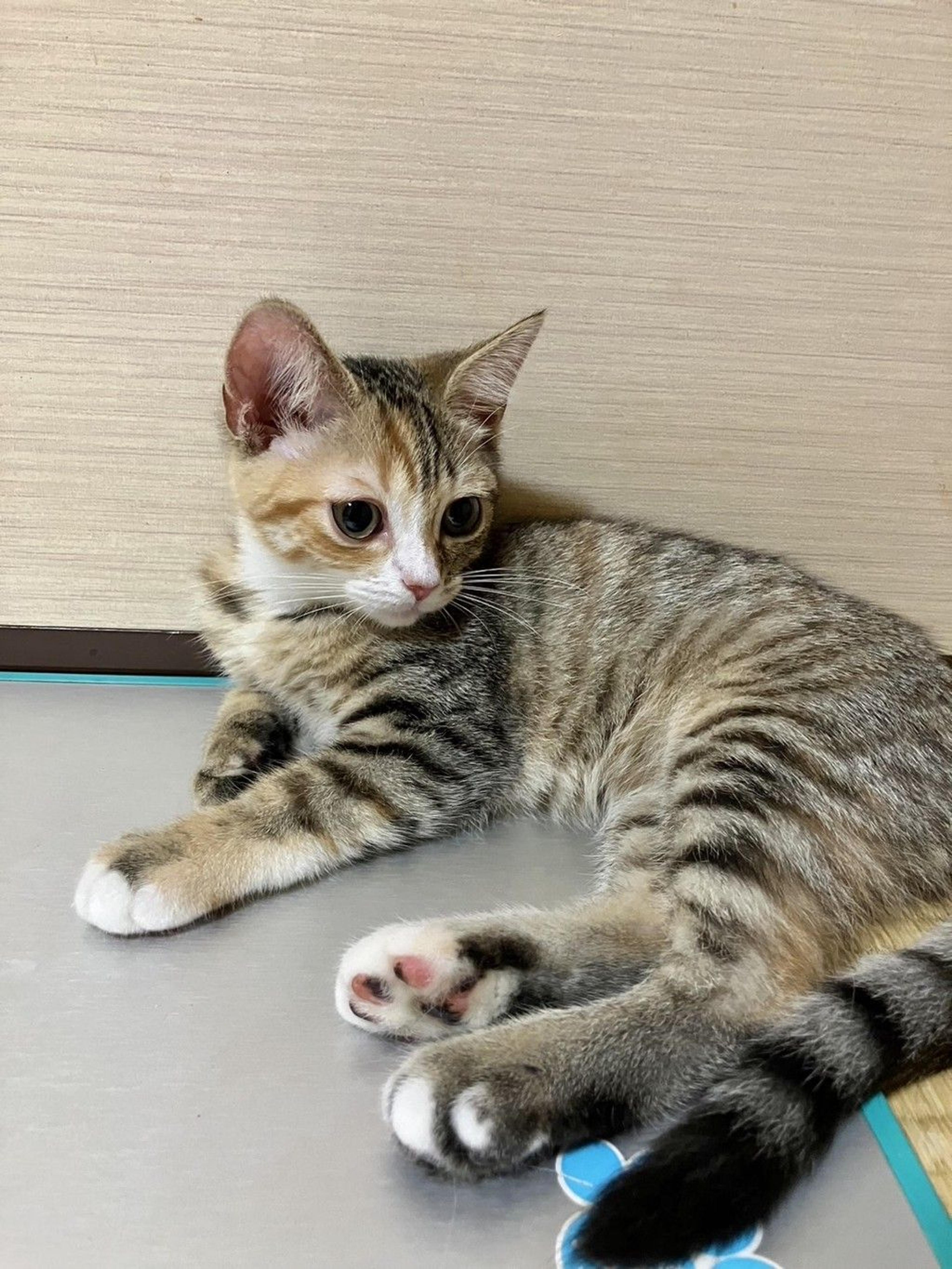 pet-image-5