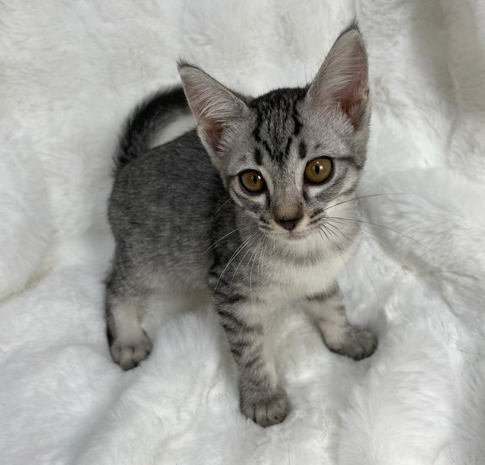 pet-image-4
