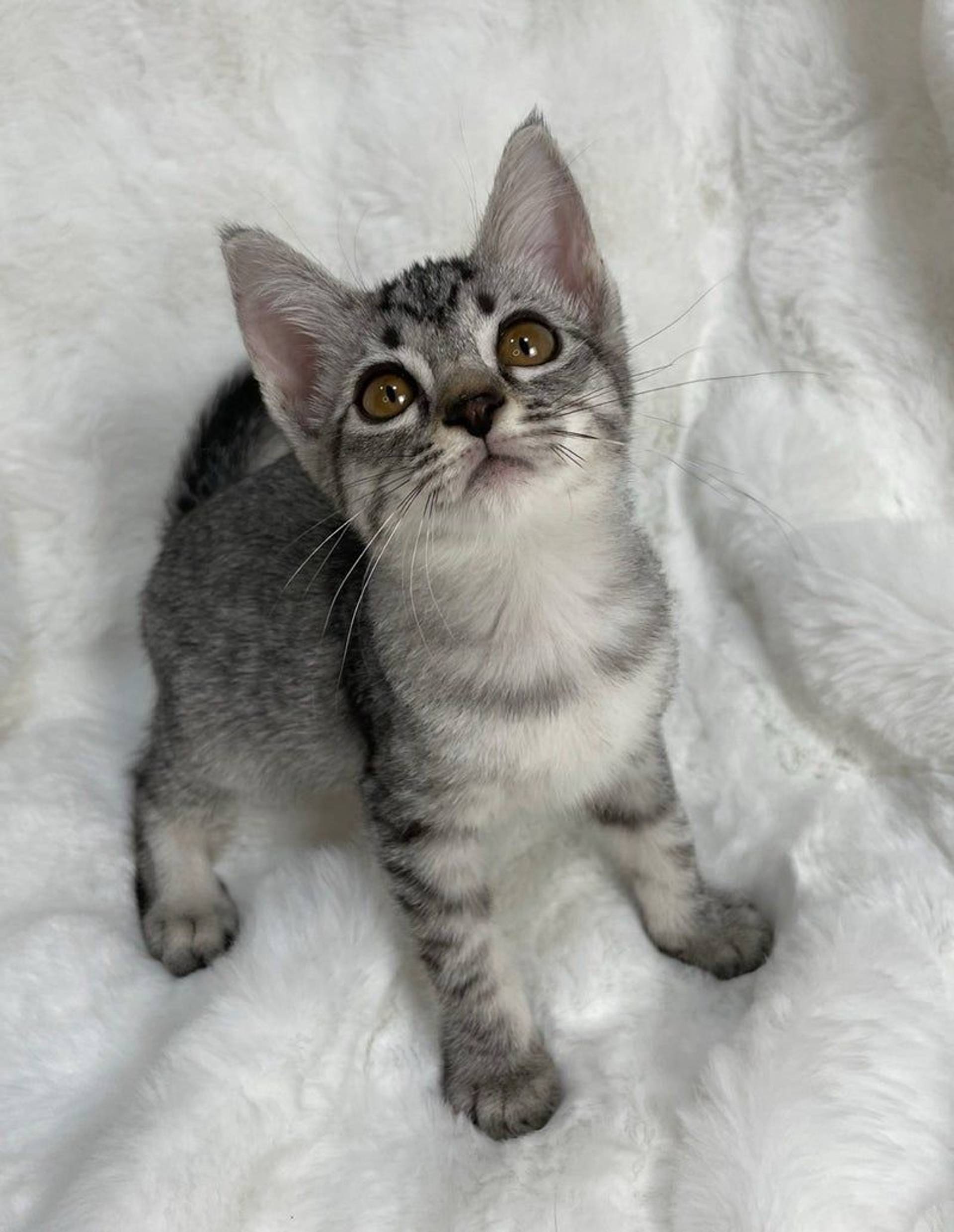 雑種（ミックス猫）・メスの里親募集の写真
