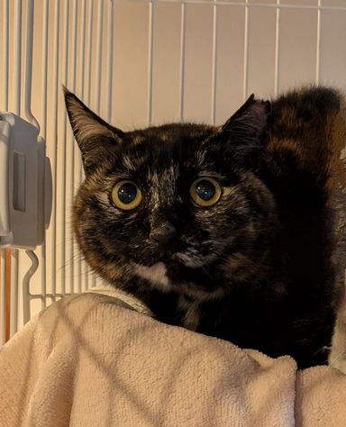 雑種（ミックス猫）・メスの里親募集の写真