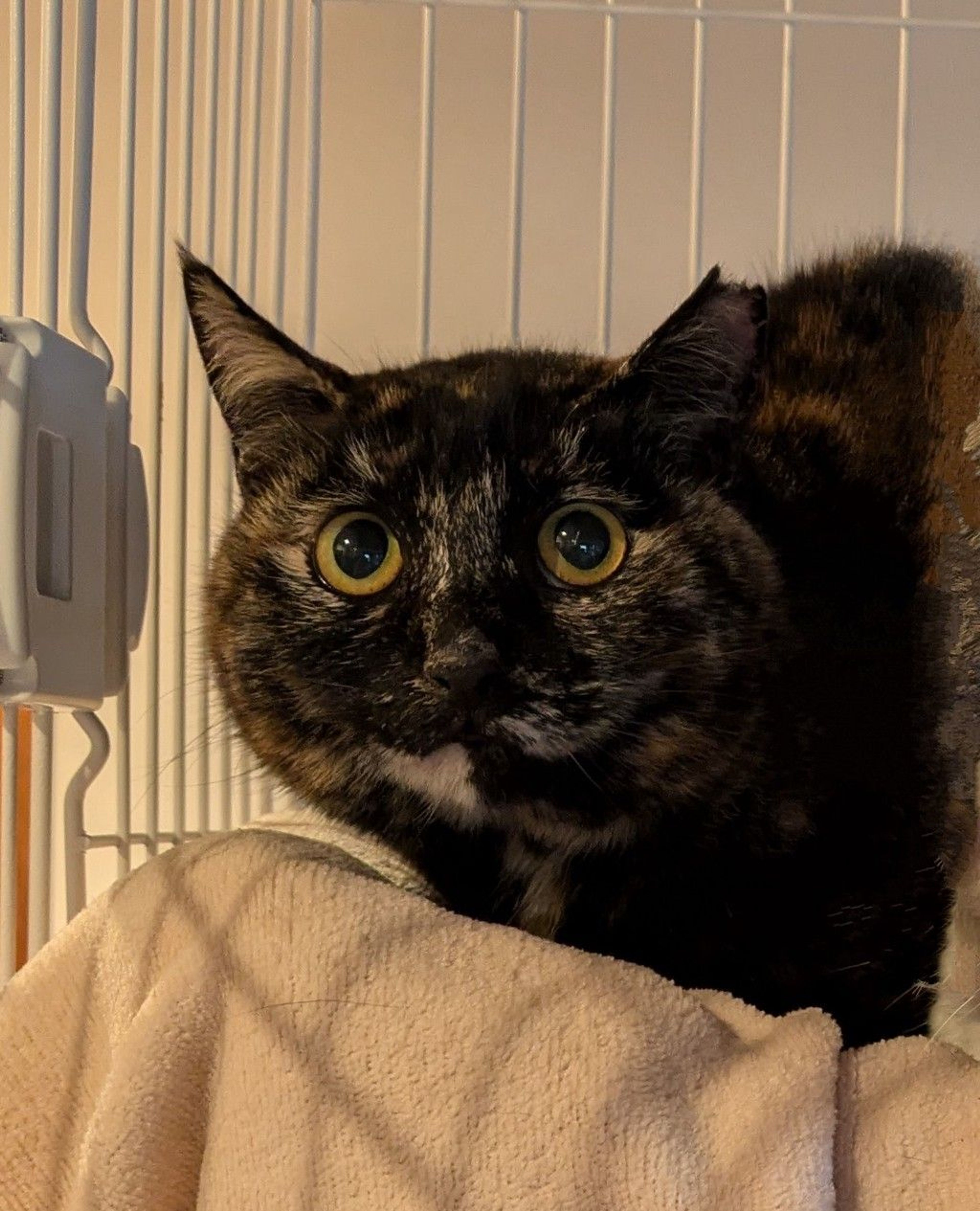 雑種（ミックス猫）・メスの里親募集の写真