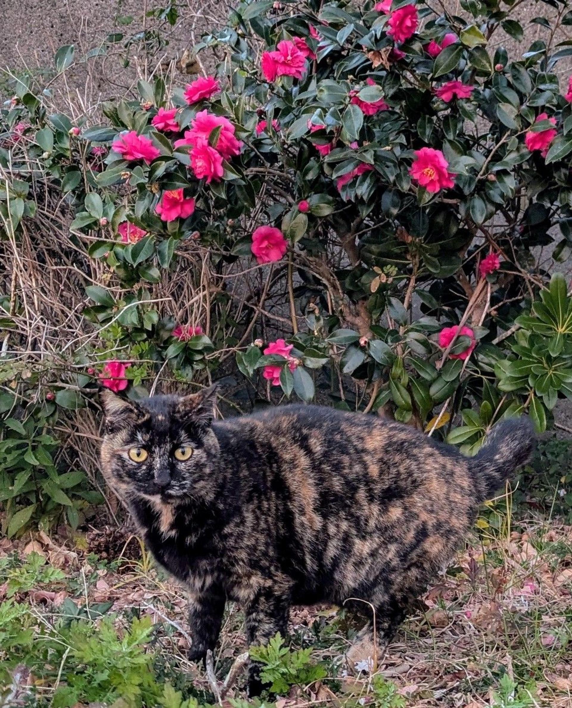 pet-image-3