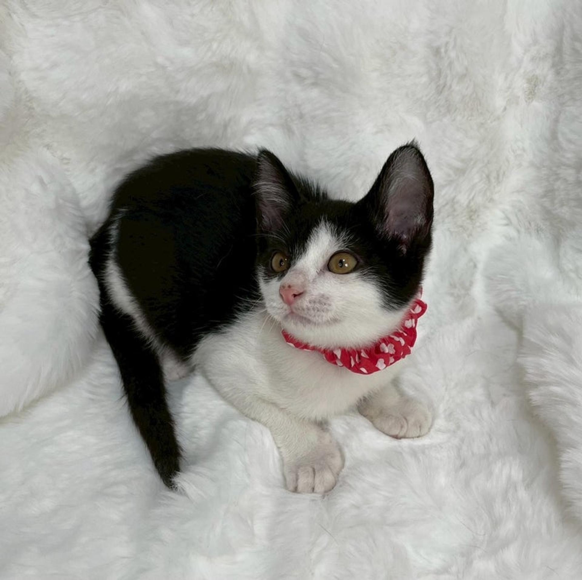 pet-image-4