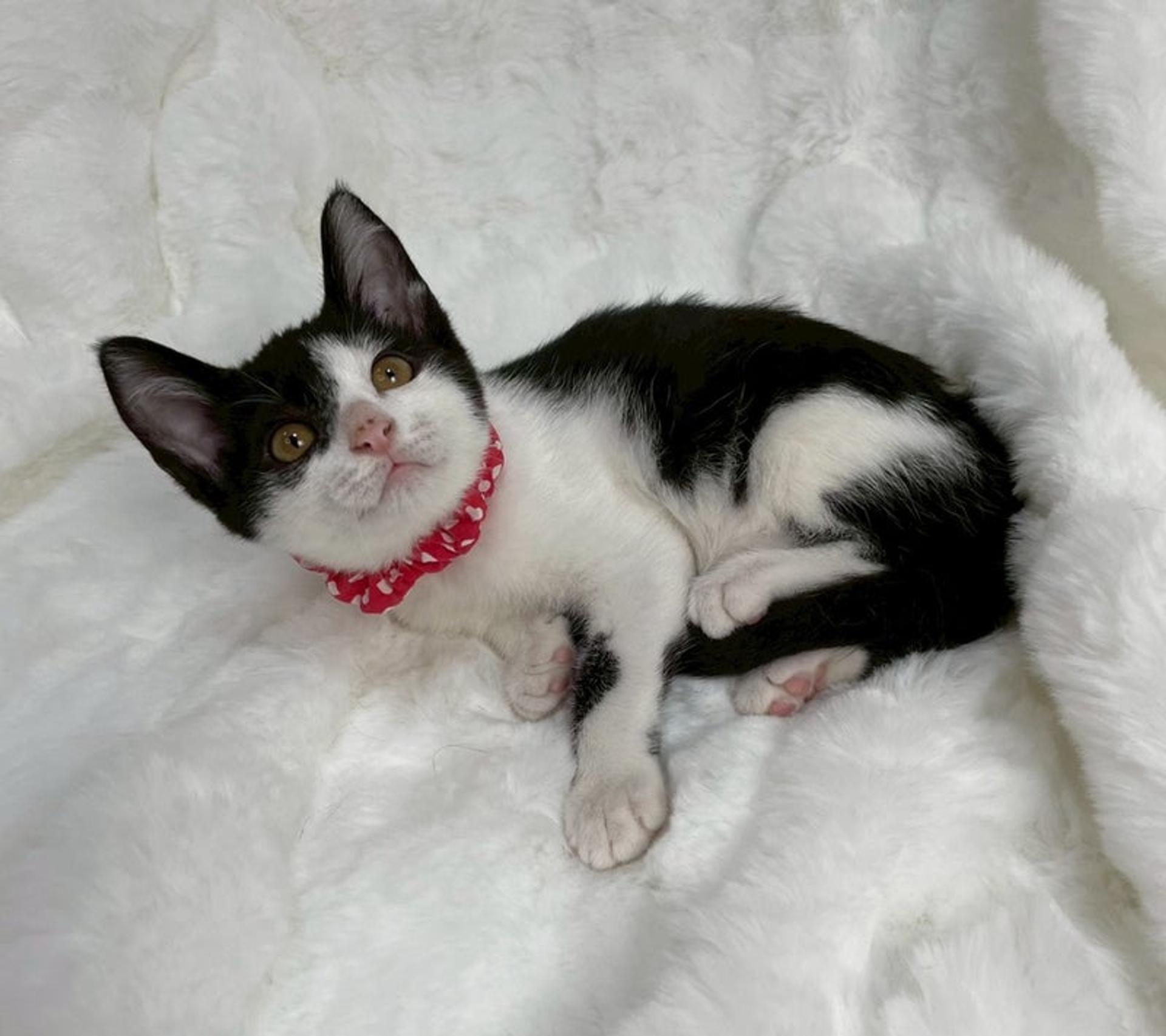 pet-image-2