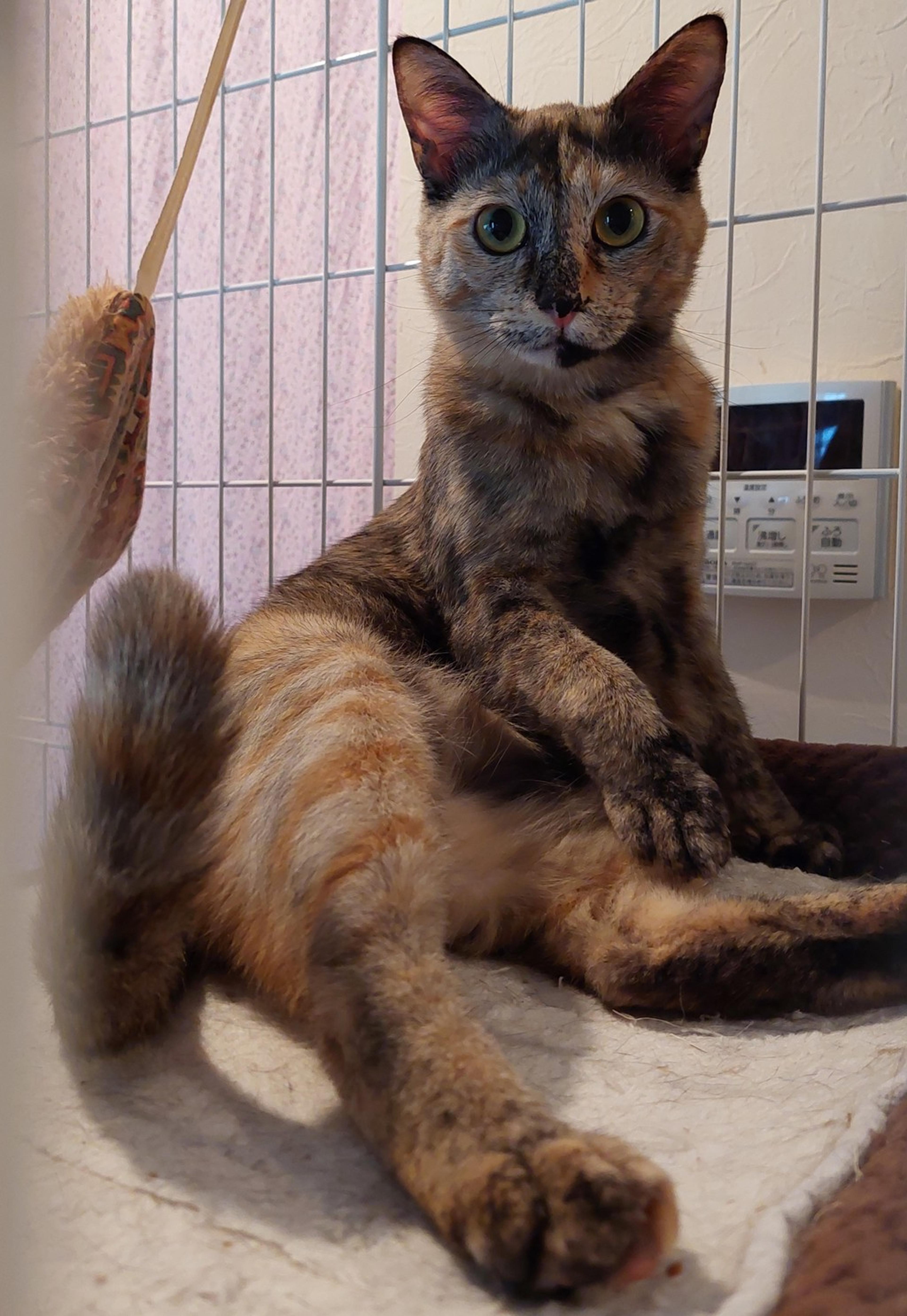 pet-image-2