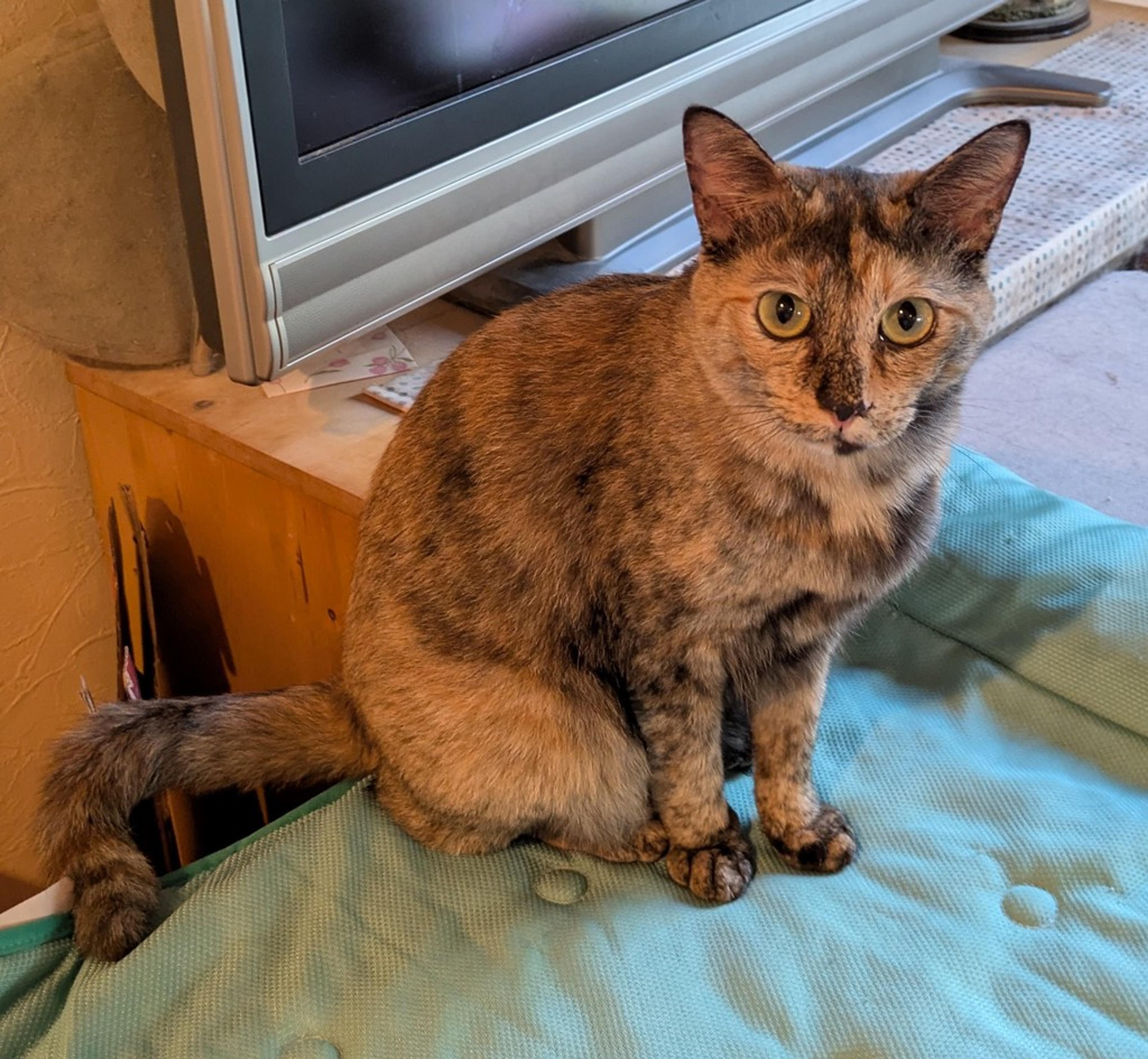 pet-image-3