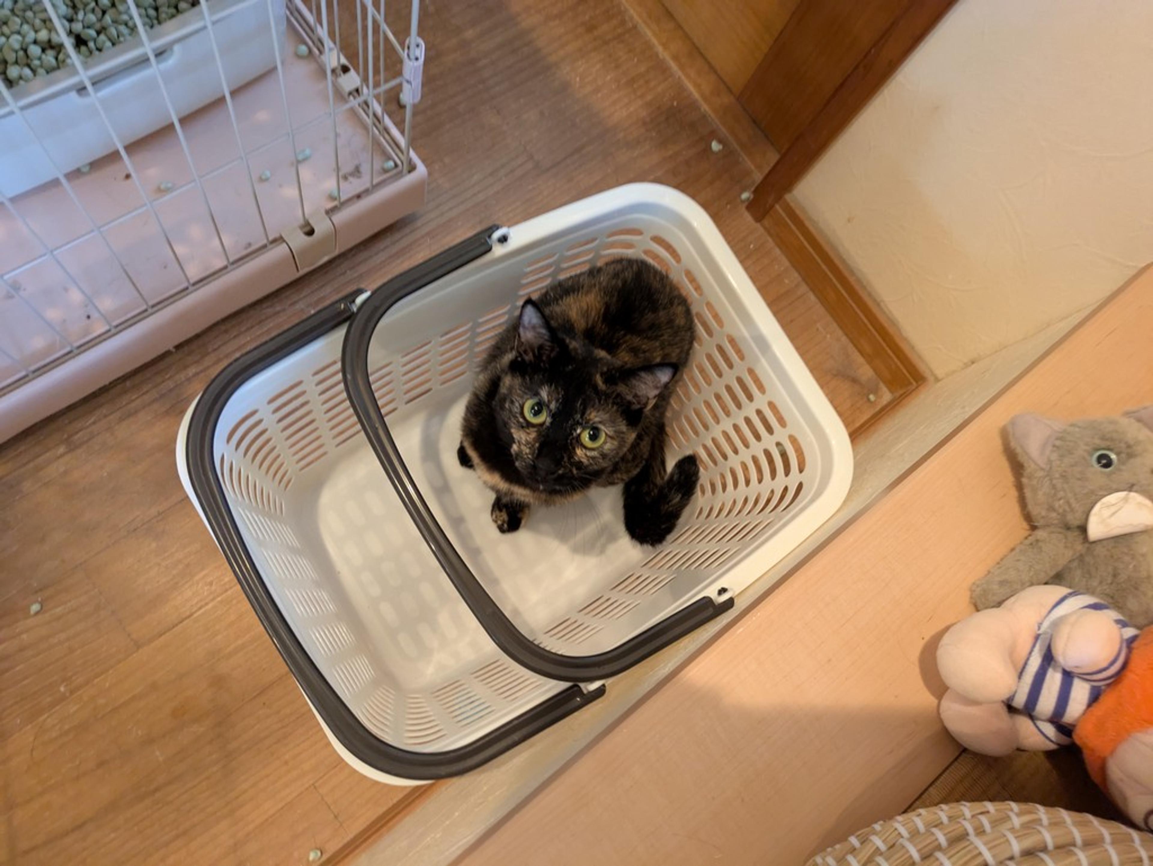 pet-image-4