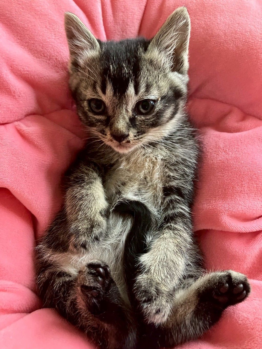 ふわふわの小柄な黒猫ちゃんです。あたたかい家庭を待っています