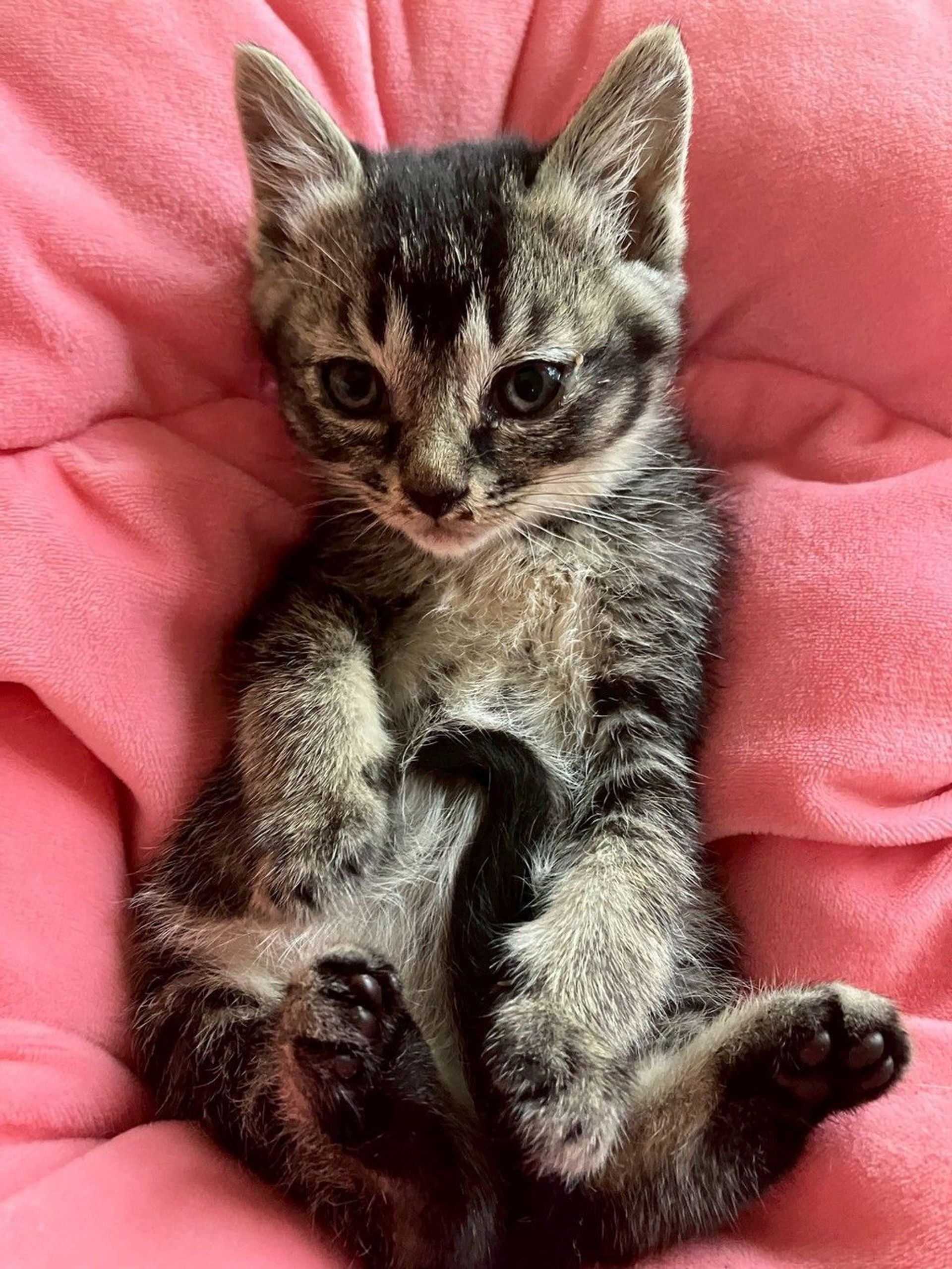 雑種（ミックス猫）・メスの里親募集の写真
