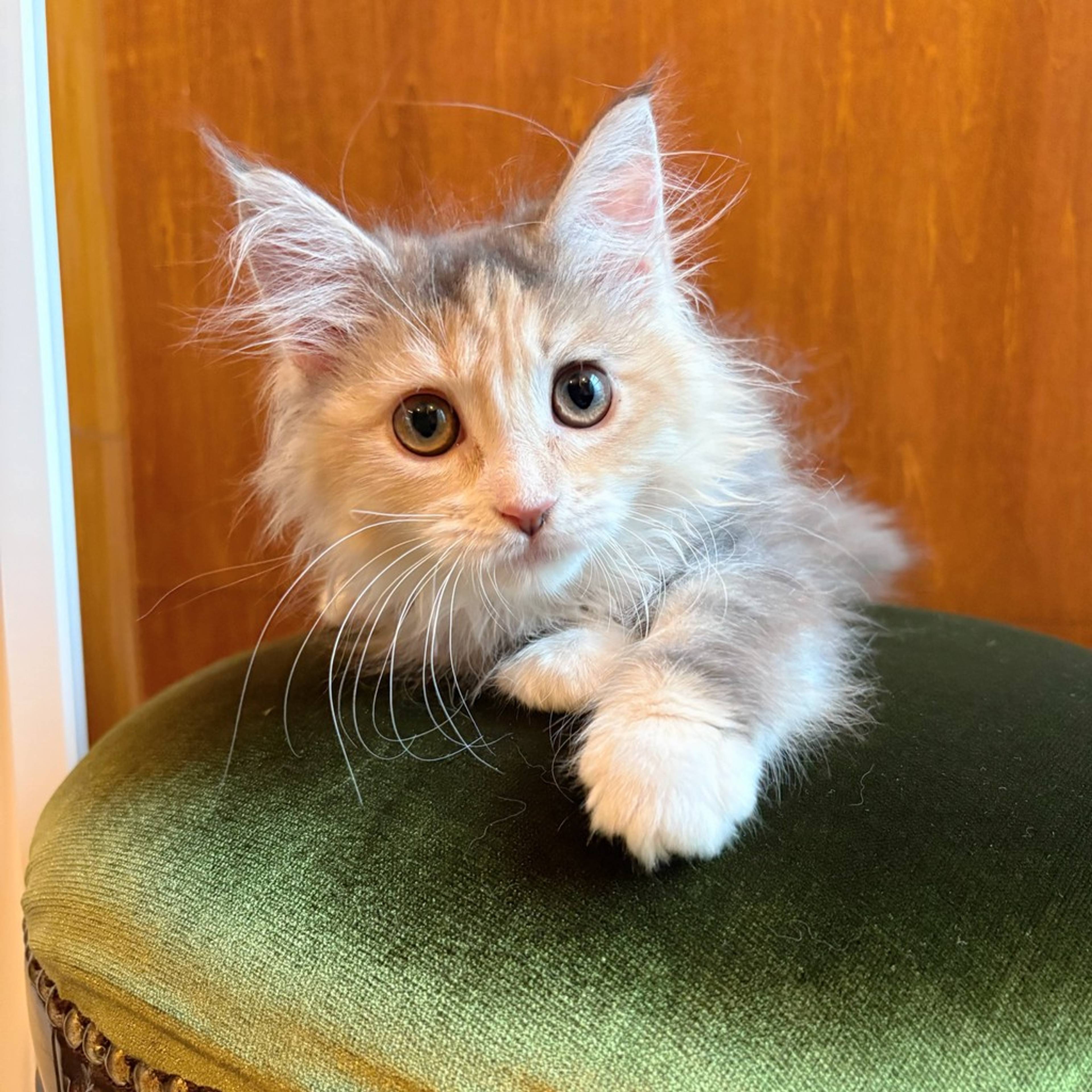 雑種（ミックス猫）・メスの里親募集の写真