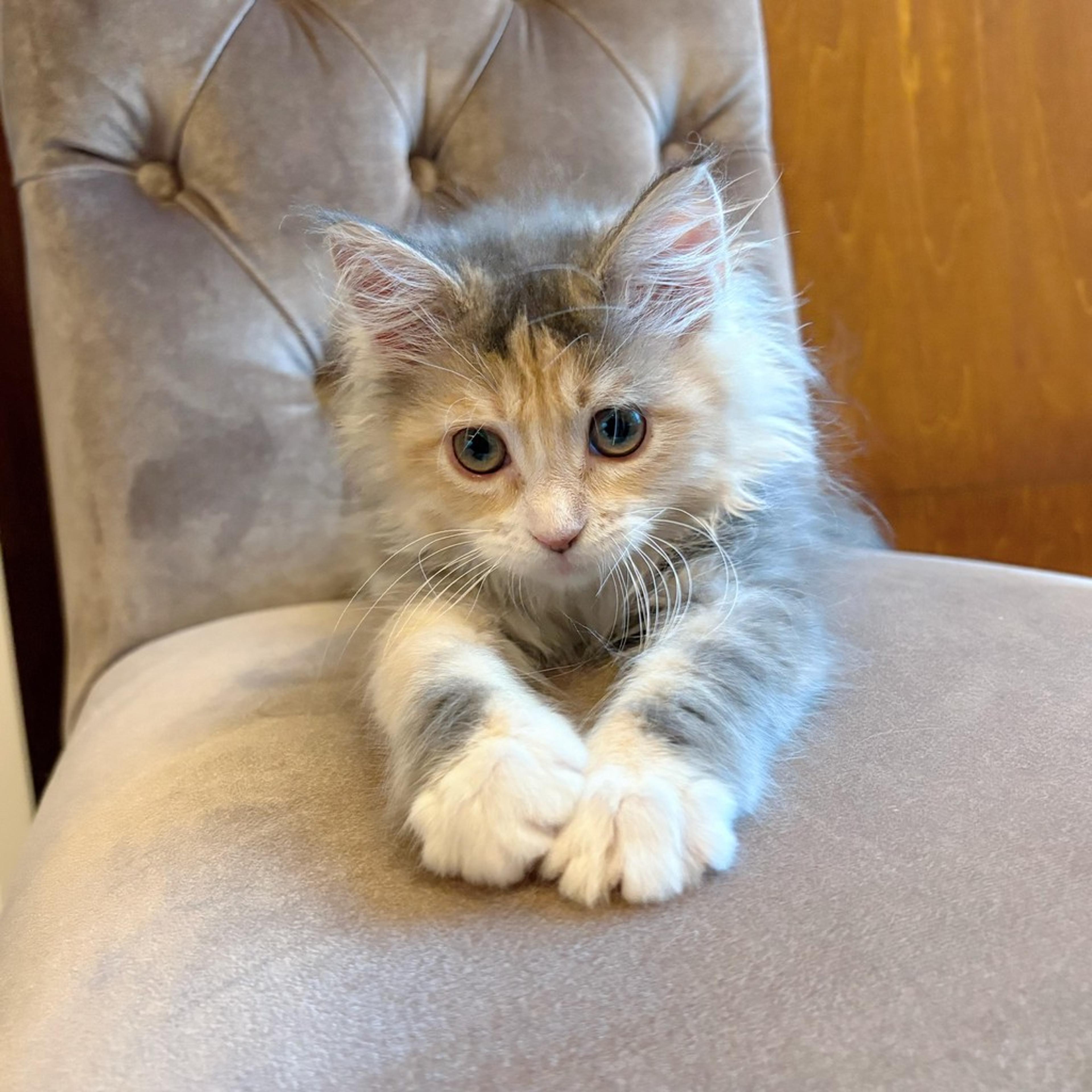 pet-image-4